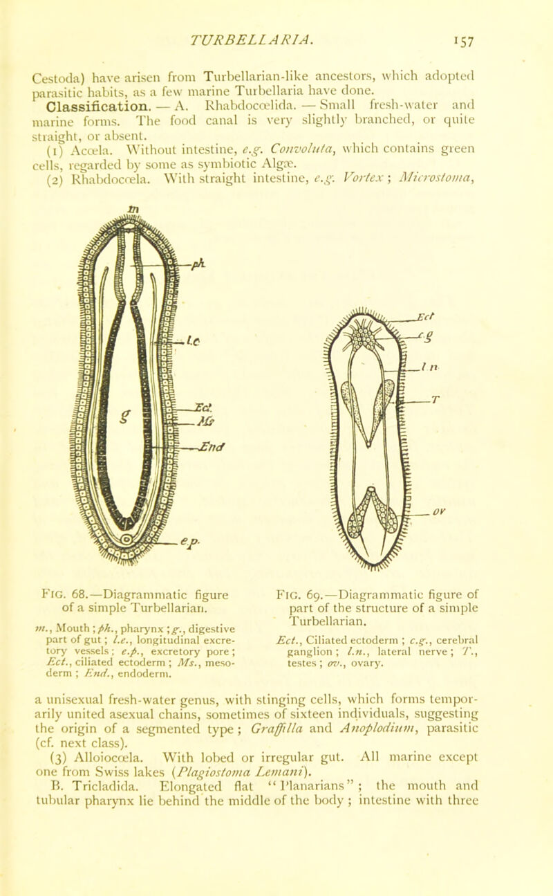 TURBELLAR1A. >57 Cestoda) have arisen from Turbellarian-like ancestors, which adopted parasitic habits, as a few marine Turbellaria have done. Classification. — A. Rhabdocoelida. — Small fresh-water and marine forms. The food canal is very slightly branched, or quite straight, or absent. (1) Accela. Without intestine, e.g. Convoluta, which contains green cells, regarded by some as symbiotic Algm. (2) Rhabdoccela. With straight intestine, e.g. Vortex; Microstoma, l.c Ms eo. Fig. 68.—Diagrammatic figure of a simple Turbellarian. m., Mouth pharynx ;g., digestive part of gut; l.e., longitudinal excre- tory vessels; e.p., excretory pore; Ect., ciliated ectoderm; Ms., meso- derm ; End., endoderm. a unisexual fresh-water genus, with stinging cells, which forms tempor- arily united asexual chains, sometimes of sixteen individuals, suggesting the origin of a segmented type; Graffilla and Anoplodium, parasitic (cf. next class). (3) Alloioccela. With lobed or irregular gut. All marine except one from Swiss lakes (Plagiostoma Leinani). B. Tricladida. Elongated flat “ Planarians ” ; the mouth and tubular pharynx lie behind the middle of the body ; intestine with three Fig. 69.—Diagrammatic figure of part of the structure of a simple Turbellarian. Ect., Ciliated ectoderm ; e.g., cerebral ganglion; lateral nerve; 7’., testes; ov., ovary.