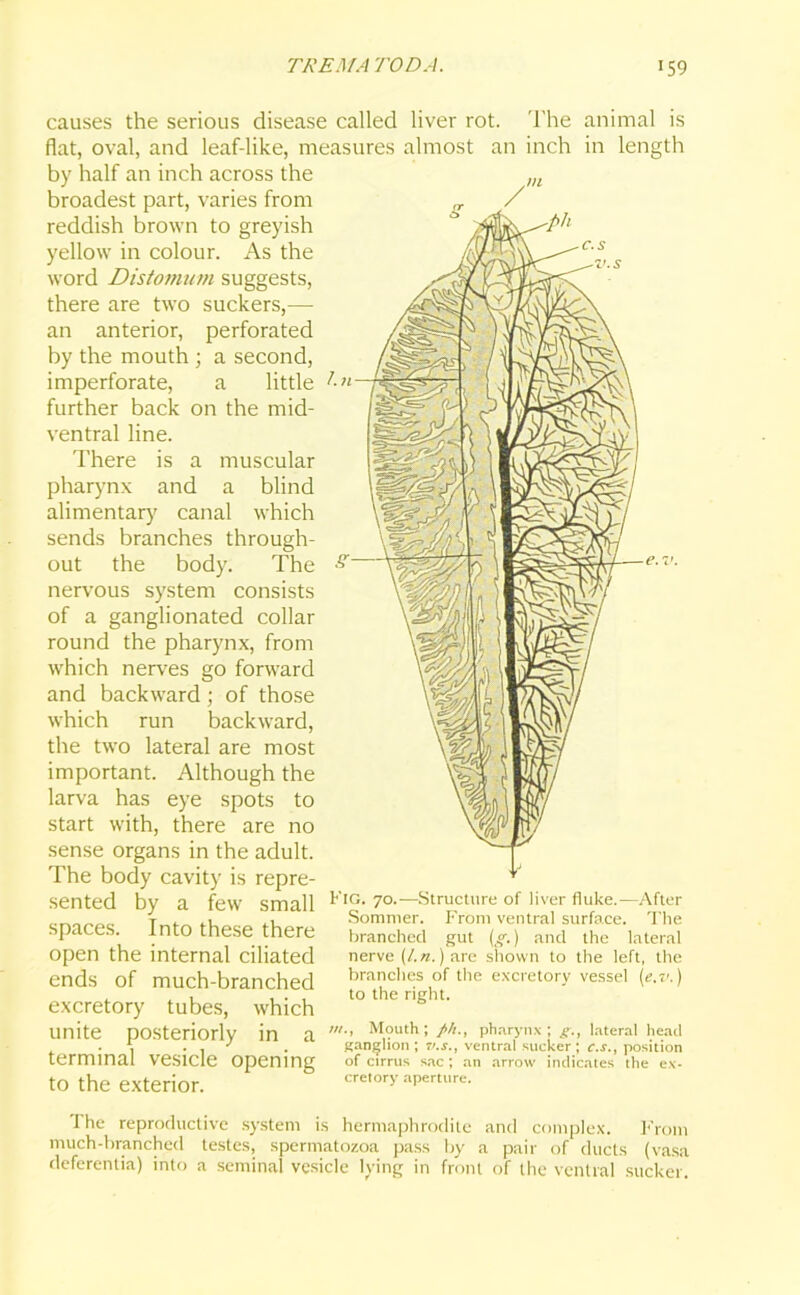 causes the serious disease called liver rot. The animal is flat, oval, and leaf-like, measures almost an inch in length by half an inch across the broadest part, varies from reddish brown to greyish yellow in colour. As the word Distomum suggests, there are two suckers,— an anterior, perforated by the mouth ; a second, imperforate, a little further back on the mid- ventral line. There is a muscular pharynx and a blind alimentary canal which sends branches through- out the body. The nervous system consists of a ganglionated collar round the pharynx, from which nerves go forward and backward; of those which run backward, the two lateral are most important. Although the larva has eye spots to start with, there are no sense organs in the adult. The body cavity is repre- sented by a few small spaces. Into these there open the internal ciliated ends of much-branched excretory tubes, which unite posteriorly in a terminal vesicle opening to the exterior. Fig. 70.—Structure of liver fluke.—After Sommer. From ventral surface. The branched gut (g.) and the lateral nerve (l.n.) are shown to the left, the branches of the excretory vessel (e.v.) to the right. hi., Mouth; ///., pharynx ; g., lateral head ganglion ; v.s., ventral sucker ; c.s., position of cirrus sac; an arrow indicates the ex- cretory aperture. The reproductive system is hermaphrodite and complex. From much-branched testes, spermatozoa pass by a pair of ducts (vasa deferentia) into a seminal vesicle lying in front of the ventral sucker.