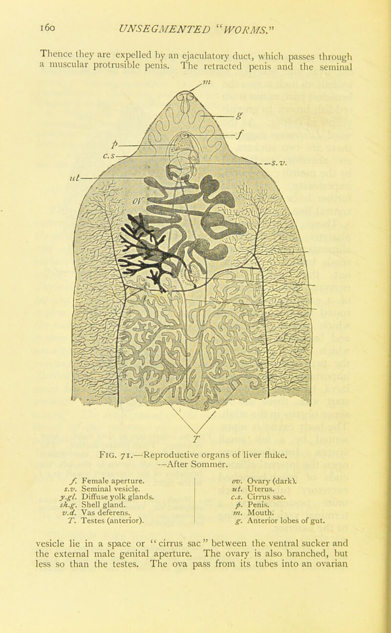 Tl'encc they are expelled by an ejaculatory duct, which passes through a muscular protrusible penis. The retracted penis and the seminal Fig. 71.—Reproductive organs of liver fluke. —After Sommer. f. Female aperture. s.v. Seminal vesicle. y.gl. Diffuse yolk glands. sh.g. Shell gland. v.d. Vas deferens. T. Testes (anterior). ov. Ovary (dark). vt. Uterus. c.s. Cirrus sac. p. Penis. m. Mouth. g. Anterior lobes of gut. vesicle lie in a space or “cirrus sac” between the ventral sucker and the external male genital aperture. The ovary is also branched, but less so than the testes. The ova pass from its tubes into an ovarian