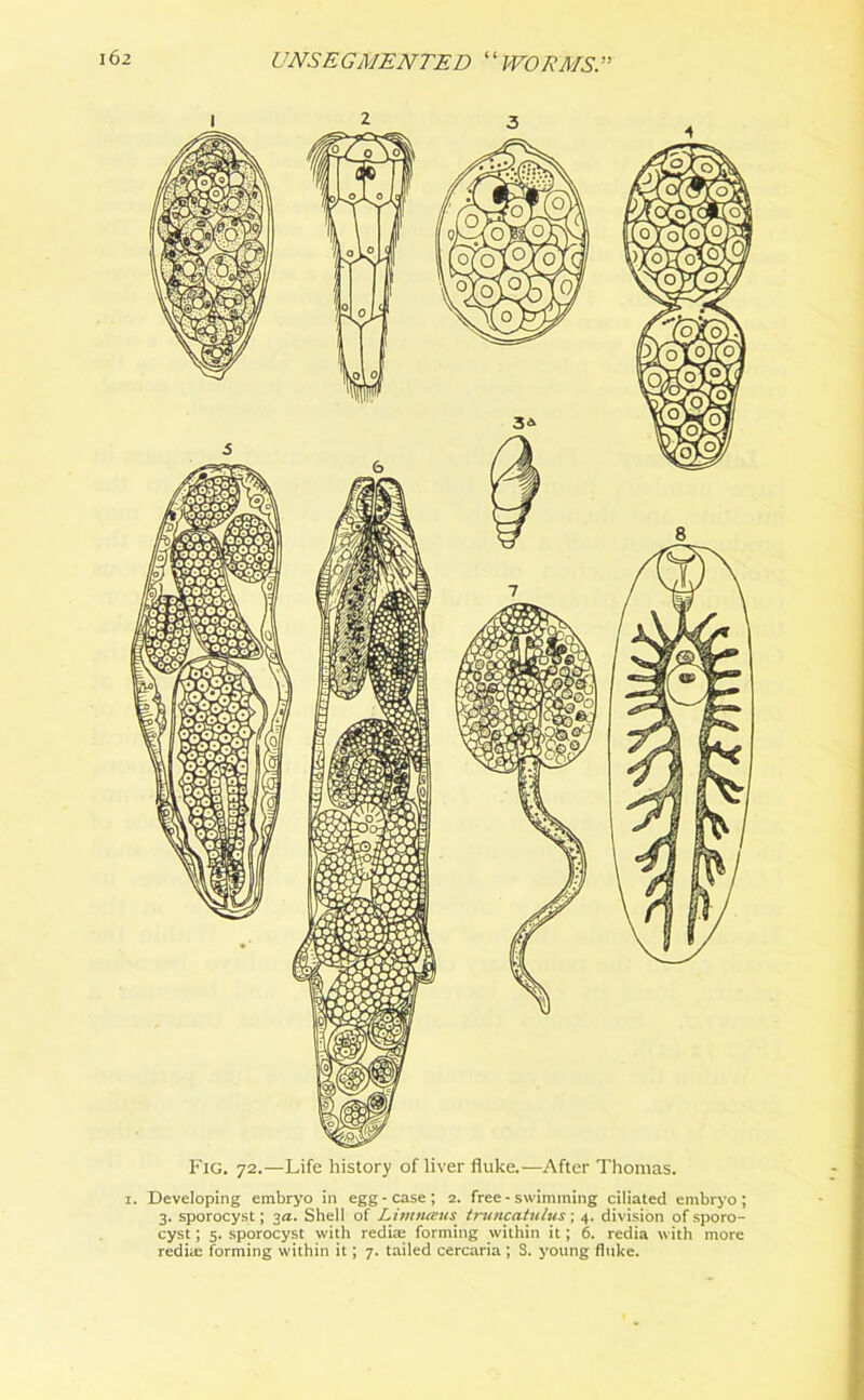 i. Developing embryo in egg - case ; 2. free - swimming ciliated embryo ; 3. sporocyst; 3a. Shell of Limtueus truncatulus ; 4. division of sporo- cyst; 5. sporocyst with redia; forming within it; 6. redia with more redia: forming within it; 7. tailed cercaria ; S. young fluke.