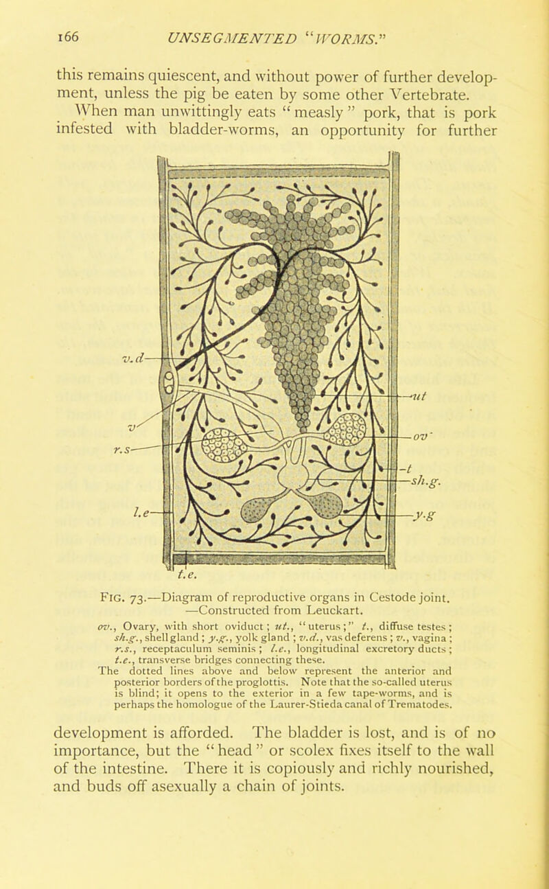 this remains quiescent, and without power of further develop- ment, unless the pig be eaten by some other Vertebrate. When man unwittingly eats “ measly ” pork, that is pork infested with bladder-worms, an opportunity for further Fig. 73.—Diagram of reproductive organs in Cestode joint. —Constructed from Leuckart. 07/., Ovary, with short oviduct; ut., “uterus;” t., diffuse testes; sh.g., shell gland ; y.g., yolk gland ; v.d., vas deferens ; v., vagina ; r.s., receptaculum seminis ; l.c., longitudinal excretory ducts ; t.etransverse bridges connecting these. The dotted lines above and below represent the anterior and posterior borders of the proglottis. Note that the so-called uterus is blind; it opens to the exterior in a few tape-worms, and is perhaps the homologue of the Laurer-Stieda canal of Trematodes. development is afforded. The bladder is lost, and is of no importance, but the “ head ” or scolex fixes itself to the wall of the intestine. There it is copiously and richly nourished, and buds off asexually a chain of joints.