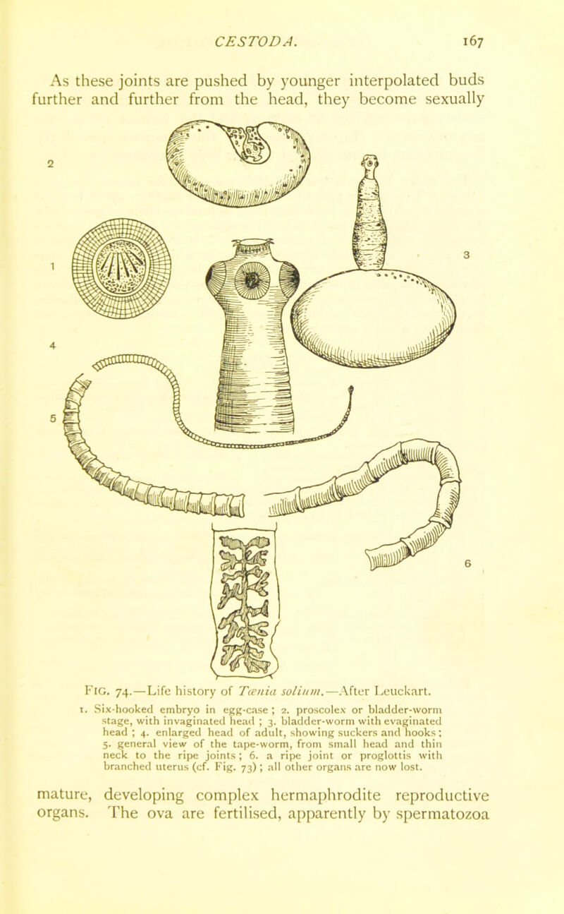 As these joints are pushed by younger interpolated buds further and further from the head, they become sexually Fig. 74.—Life history of Tania solium.—After Leuckart. 1. Six-hooked embryo in egg-case ; 2. proscolex or bladder-worm stage, with invaginated head ; 3. bladder-worm with evaginated head ; 4. enlarged head of adult, showing suckers and hooks; 5. general view of the tape-worm, from small head and thin neck to the ripe joints; 6. a ripe joint or proglottis with branched uterus (cf. Fig. 73) ; all other organs are now lost. mature, developing complex hermaphrodite reproductive organs. The ova are fertilised, apparently by spermatozoa