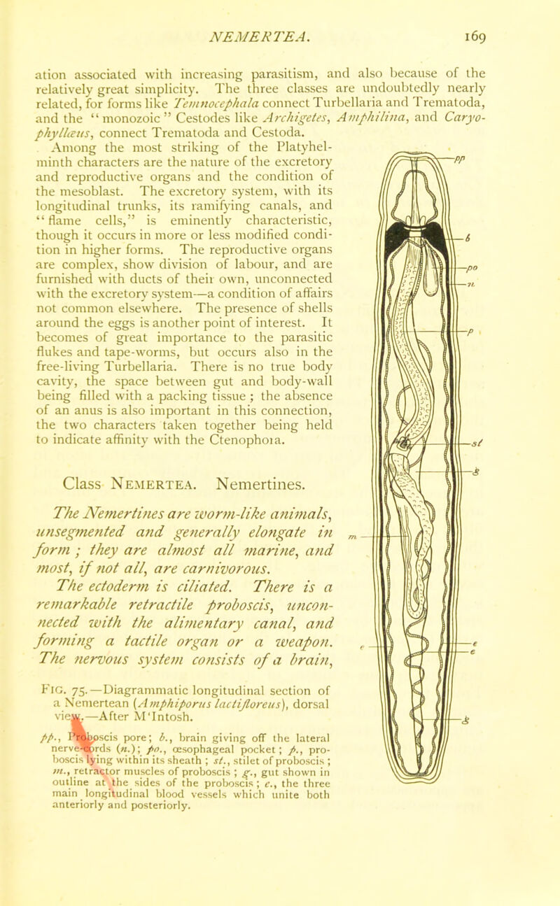 Class Nemertea. Nemertines. The Nemertines are worm-like animals, unsegmented and generally elongate in form ; they are almost all marine, and most, if not all\ are carnivorous. The ectoderm is ciliated. There is a remarkable retractile proboscis, uncon- nected with the alimentary canal, and forming a tactile organ or a weapon. The nervous system consists of a brain, -pp ation associated with increasing parasitism, and also because of the relatively great simplicity. The three classes are undoubtedly nearly related, for forms like Temnocepkala connect Turbellaria and 1 rematoda, and the “ monozoic ” Cestodes like Arcliigetes, Ainphihna, and Caryo- phyllaits, connect Trematoda and Cestoda. Among the most striking of the Platyhel- rninth characters are the nature of the excretory and reproductive organs and the condition of the mesoblast. The excretory system, with its longitudinal trunks, its ramifying canals, and “flame cells,” is eminently characteristic, though it occurs in more or less modified condi- tion in higher forms. The reproductive organs are complex, show division of labour, and are furnished with ducts of their own, unconnected with the excretory system—a condition of affairs not common elsewhere. The presence of shells around the eggs is another point of interest. It becomes of great importance to the parasitic flukes and tape-worms, but occurs also in the free-living Turbellaria. There is no true body cavity, the space between gut and body-wall being filled with a packing tissue ; the absence of an anus is also important in this connection, the two characters taken together being held to indicate affinity with the Ctenophoia. -po -s Fig. 75.—Diagrammatic longitudinal section of a Nemertean (Amphiporus lactijloreus), dorsal view.—After M'Intosh. lew,—P pp-, I^fepscis pore; b., brain giving off the lateral nerve^brds («.); jw., oesophageal pocket; p., pro- boscis lying within its sheath ; st., stilet of proboscis ; in., retractor muscles of proboscis ; g., gut shown in outline at’.lhe sides of the proboscis; c., the three main _ longitudinal blood vessels which unite both anteriorly and posteriorly.