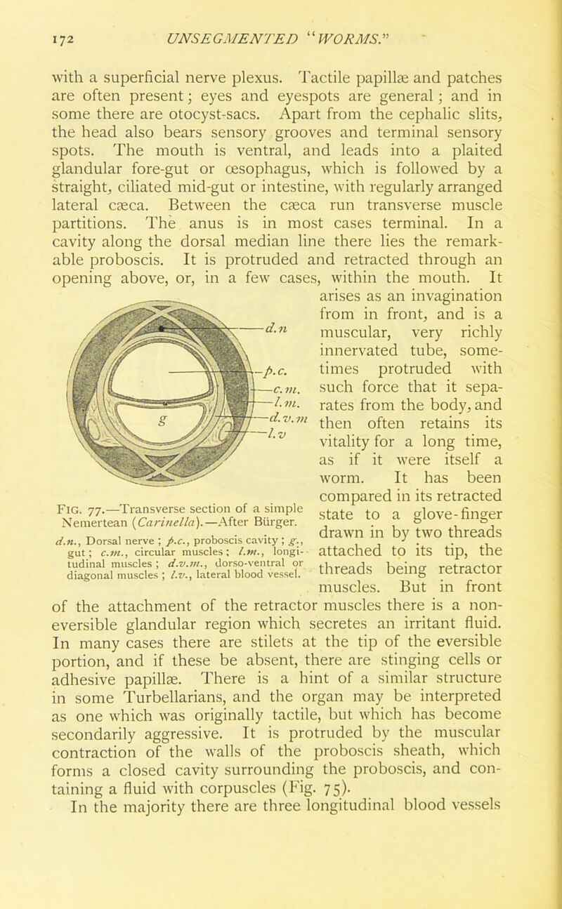 with a superficial nerve plexus. Tactile papillae and patches are often present; eyes and eyespots are general; and in some there are otocyst-sacs. Apart from the cephalic slits, the head also bears sensory grooves and terminal sensory spots. The mouth is ventral, and leads into a plaited glandular fore-gut or oesophagus, which is followed by a straight, ciliated mid-gut or intestine, with regularly arranged lateral caeca. Between the caeca run transverse muscle partitions. The anus is in most cases terminal. In a cavity along the dorsal median line there lies the remark- able proboscis. It is protruded and retracted through an opening above, or, in a few cases, within the mouth. It arises as an invagination from in front, and is a muscular, very richly innervated tube, some- times protruded with such force that it sepa- rates from the body, and then often retains its vitality for a long time, as if it were itself a worm. It has been compared in its retracted state to a glove-finger drawn in by two threads attached to its tip, the threads being retractor muscles. But in front of the attachment of the retractor muscles there is a non- eversible glandular region which secretes an irritant fluid. In many cases there are stilets at the tip of the eversible portion, and if these be absent, there are stinging cells or adhesive papillae. There is a hint of a similar structure in some Turbellarians, and the organ may be interpreted as one which was originally tactile, but which has become secondarily aggressive. It is protruded by the muscular contraction of the walls of the proboscis sheath, which forms a closed cavity surrounding the proboscis, and con- taining a fluid with corpuscles (Fig. 75). In the majority there are three longitudinal blood vessels Fig. 77.—Transverse section of a simple Nemertean (Carinella).—After Burger. d.n., Dorsal nerve ; ft.c., proboscis cavity ; g., gut; c.m., circular muscles; /.?«., longi- tudinal muscles; d.v.tn., dorso-ventral or diagonal muscles ; l.v., lateral blood vessel.