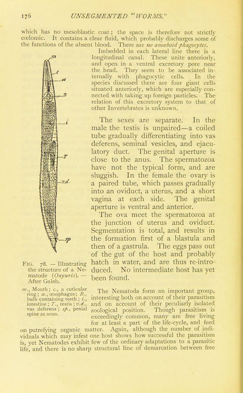 which has no mesoblastic coat; the space is therefore not strictly ccelomic. It contains a clear fluid, which probably discharges some of the functions of the absent blood. There are no amoeboid phagocytes. Fig. 78. — Illustrating the structure of a Ne- matode (Oxyuris). — After Galeb. Imbedded in each lateral line there is a longitudinal canal. These unite anteriorly, and open in a ventral excretory pore near the head. They seem to be associated in- ternally with phagocytic cells. In the species discussed there are four giant cells situated anteriorly, which are especially con- nected with taking up foreign particles. The relation of this excretory system to that of other Invertebrates is unknown. The sexes are separate. In the male the testis is unpaired—a coiled tube gradually differentiating into vas deferens, seminal vesicles, and ejacu- latory duct. The genital aperture is close to the anus. The spermatozoa have not the typical form, and are sluggish. In the female the ovary is a paired tube, which passes gradually into an oviduct, a uterus, and a short vagina at each side. The genital aperture is ventral and anterior. The ova meet the spermatozoa at the junction of uterus and oviduct. Segmentation is total, and results in the formation first of a blastula and then of a gastrula. The eggs pass out of the gut of the host and probably hatch in water, and are thus re-intro- duced. No intermediate host has yet been found. Moutl' * c-’ {*■ cuticu'fr The Nematoda form an important group, bulb containing teeth ; i., interesting both on account of their parasitism intestine; T., testis \v.d., and on account of their peculiarly isolated vas deferens ; sp., penial zoological position. Though parasitism is spine at anus. exceedingly common, many are free living for at least a part of the life-cycle, and feed on putrefying organic matter. Again, although the number of indi- viduals which may infest one host shows how successful the parasitism is, yet Nematodes exhibit few of the ordinary adaptations to a parasitic life, and there is no sharp structural line of demarcation between free