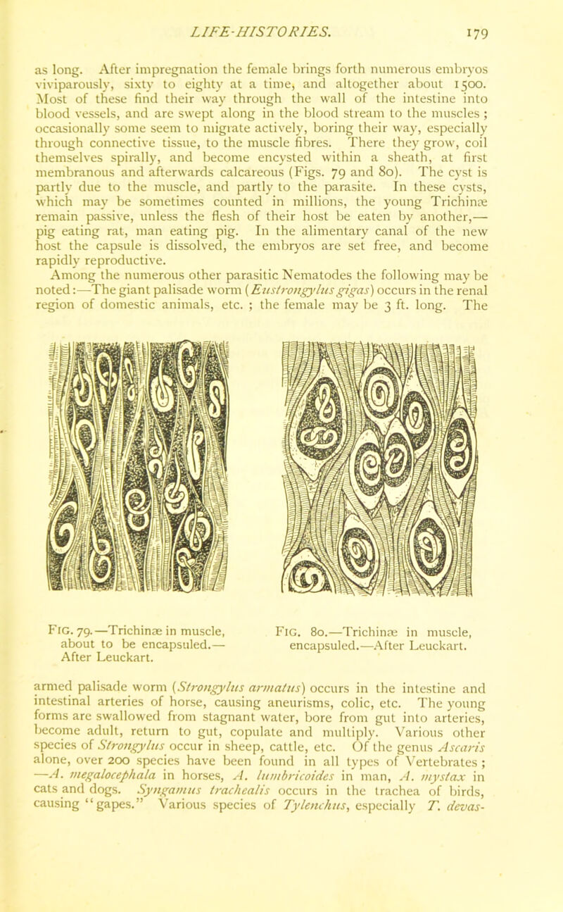 as long. After impregnation the female brings forth numerous embryos viviparously, sixty to eighty at a time, and altogether about 1500. Most of these find their way through the wall of the intestine into blood vessels, and are swept along in the blood stream to the muscles ; occasionally some seem to migrate actively, boring their way, especially through connective tissue, to the muscle fibres. There they grow, coil themselves spirally, and become encysted within a sheath, at first membranous and afterwards calcareous (Figs. 79 and 80). The cyst is partly due to the muscle, and partly to the parasite. In these cysts, which may be sometimes counted in millions, the young T rich in a; remain passive, unless the flesh of their host be eaten by another,— pig eating rat, man eating pig. In the alimentary canal of the new host the capsule is dissolved, the embryos are set free, and become rapidly reproductive. Among the numerous other parasitic Nematodes the following may be noted:—The giant palisade worm (Eustrongylusgigas) occurs in the renal region of domestic animals, etc. ; the female may be 3 ft. long. The Fig. 79.—Trichinae in muscle, Fig. 80.—Trichinae in muscle, about to be encapsuled.— encapsuled.—After Leuckart. After Leuckart. armed palisade worm (Strongylus armatus) occurs in the intestine and intestinal arteries of horse, causing aneurisms, colic, etc. The young forms are swallowed from stagnant water, bore from gut into arteries, become adult, return to gut, copulate and multiply. Various other species of Strongylus occur in sheep, cattle, etc. Of the genus Ascaris alone, over 200 species have been found in all types of Vertebrates ; —A. megalocephala in horses, A. lumbricoid.es in man, A. mystax in cats and dogs. Syngamus trachealis occurs in the trachea of birds, causing “gapes.” Various species of Tylenchus, especially T. devas-