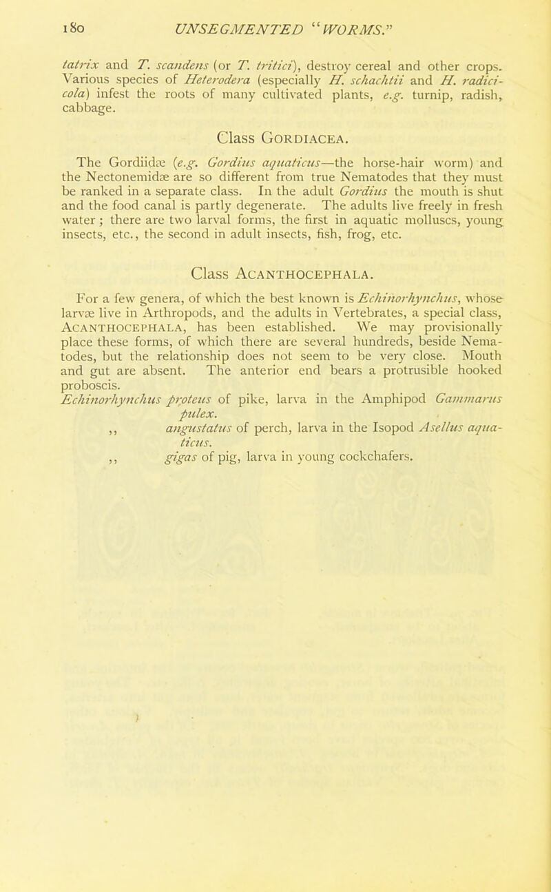 tatrix and T. scandens (or T. tritici), destroy cereal and other crops. Various species of Heterodera (especially H. schachtii and H. radici- cola) infest the roots of many cultivated plants, e.g. turnip, radish, cabbage. Class Gordiacea. The Gordiidte [e.g. Gordius aquations—the horse-hair worm) and the Nectonemidse are so different from true Nematodes that they must be ranked in a separate class. In the adult Gordius the mouth is shut and the food canal is partly degenerate. The adults live freely in fresh water ; there are two larval forms, the first in aquatic molluscs, young insects, etc., the second in adult insects, fish, frog, etc. Class Acanthocephala. For a few genera, of which the best known is EchinorhyncJius, whose larva; live in Arthropods, and the adults in Vertebrates, a special class, Acanthocephala, has been established. We may provisionally place these forms, of which there are several hundreds, beside Nema- todes, but the relationship does not seem to be very close. Mouth and gut are absent. The anterior end bears a protrusible hooked proboscis. Echinorhynchus proteus of pike, larva in the Amphipod Gammarus pulex. ,, angustatus of perch, larva in the Isopod Asellus aqua- tions. ,, gigas °f P'g> larva in young cockchafers.