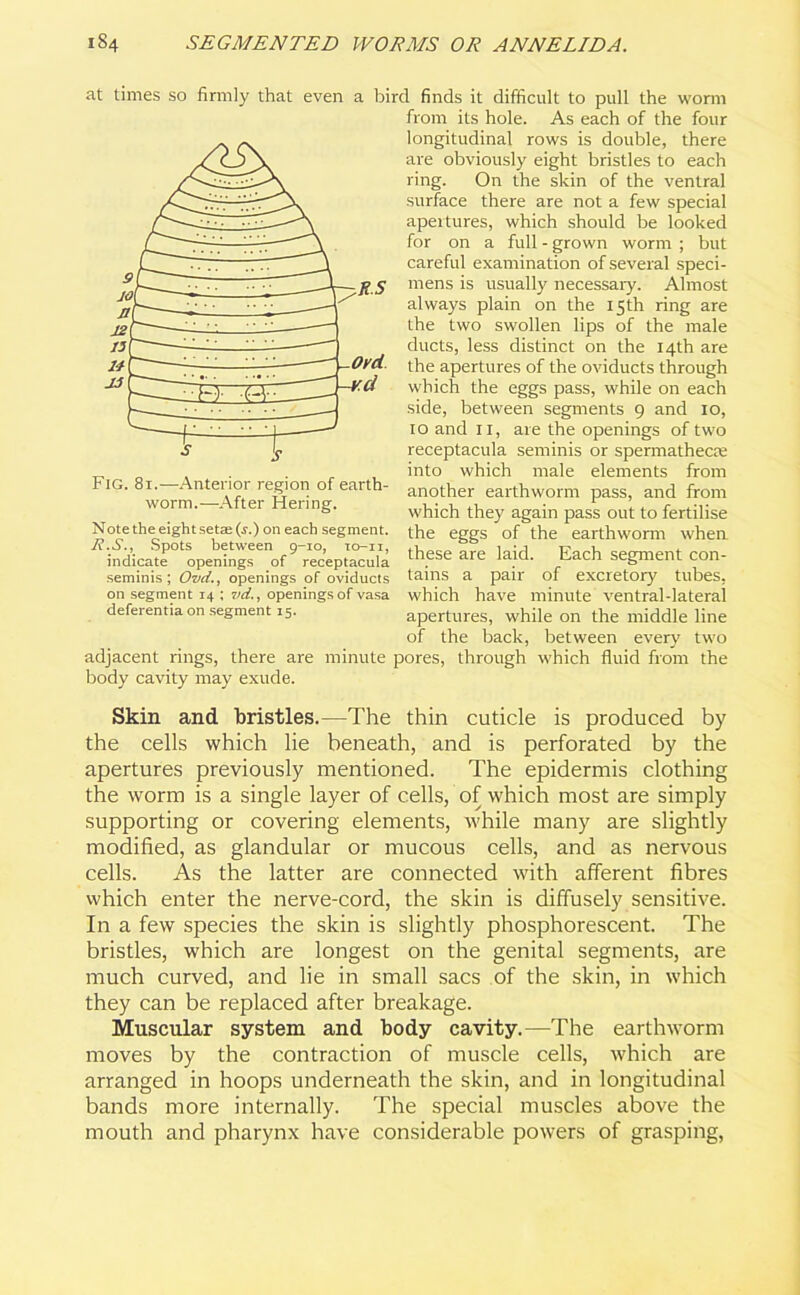 at times so firmly that even a bi Fig. 81.—Anterior region of earth- worm.—After Hering. Note the eight setse (s.) on each segment. R. S., Spots between 9-10, to-ix, indicate openings of receptacula seminis ; Ovd., openings of oviducts on segment 14 ; vd., openings of vasa deferentia on segment 15. adjacent rings, there are minute body cavity may exude. 1 finds it difficult to pull the worm from its hole. As each of the four longitudinal rows is double, there are obviously eight bristles to each ring. On the skin of the ventral surface there are not a few special apertures, which should be looked for on a full - grown worm ; but careful examination of several speci- mens is usually necessary. Almost always plain on the 15th ring are the two swollen lips of the male ducts, less distinct on the 14th are the apertures of the oviducts through which the eggs pass, while on each side, between segments 9 and 10, 10 and 11, are the openings of two receptacula seminis or spermatheoe into which male elements from another earthworm pass, and from which they again pass out to fertilise the eggs of the earthworm when these are laid. Each segment con- tains a pair of excretory tubes, which have minute ventral-lateral apertures, while on the middle line of the back, between every two ores, through which fluid from the Skin and bristles.—The thin cuticle is produced by the cells which lie beneath, and is perforated by the apertures previously mentioned. The epidermis clothing the worm is a single layer of cells, of which most are simply supporting or covering elements, while many are slightly modified, as glandular or mucous cells, and as nervous cells. As the latter are connected with afferent fibres which enter the nerve-cord, the skin is diffusely sensitive. In a few species the skin is slightly phosphorescent. The bristles, which are longest on the genital segments, are much curved, and lie in small sacs of the skin, in which they can be replaced after breakage. Muscular system and body cavity.—The earthworm moves by the contraction of muscle cells, which are arranged in hoops underneath the skin, and in longitudinal bands more internally. The special muscles above the mouth and pharynx have considerable powers of grasping,