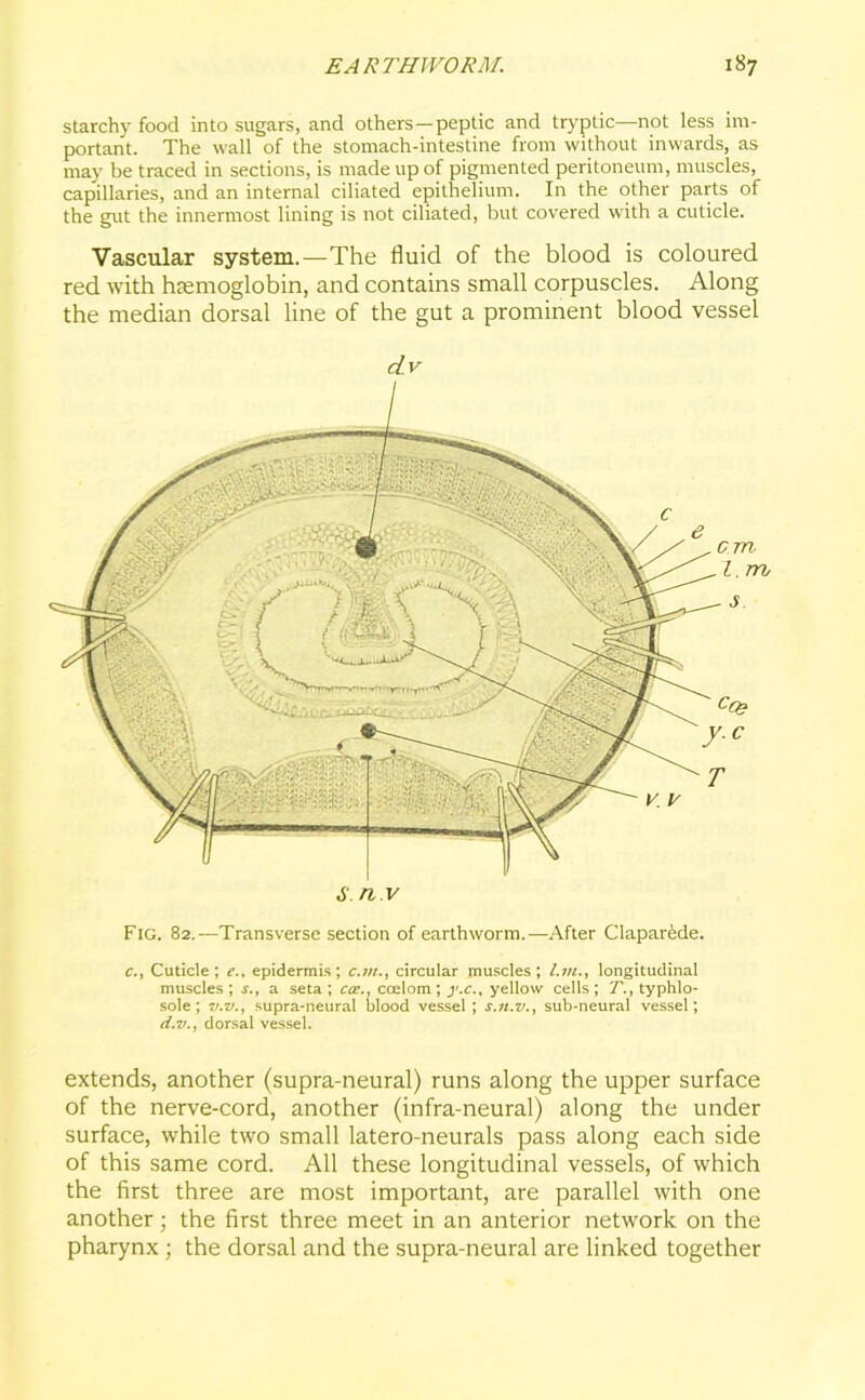 starchy food into sugars, and others—peptic and tryptic—not less im- portant. The wall of the stomach-intestine from without inwards, as may be traced in sections, is made up of pigmented peritoneum, muscles, capillaries, and an internal ciliated epithelium. In the other parts of the gut the innermost lining is not ciliated, but covered with a cuticle. Vascular system.—The fluid of the blood is coloured red with haemoglobin, and contains small corpuscles. Along the median dorsal line of the gut a prominent blood vessel dv S.n.v Fig. 82.—Transverse section of earthworm.—After Claparede. c., Cuticle; e., epidermis; c.m., circular muscles; Lin., longitudinal muscles; s., a seta; cos., coelom \ y.c.% yellow cells; T., typhlo- sole; v.v., supra-neural blood vessel ; s.n.v., sub-neural vessel; d.v., dorsal vessel. extends, another (supra-neural) runs along the upper surface of the nerve-cord, another (infra-neural) along the under surface, while two small latero-neurals pass along each side of this same cord. All these longitudinal vessels, of which the first three are most important, are parallel with one another; the first three meet in an anterior network on the pharynx; the dorsal and the supra-neural are linked together