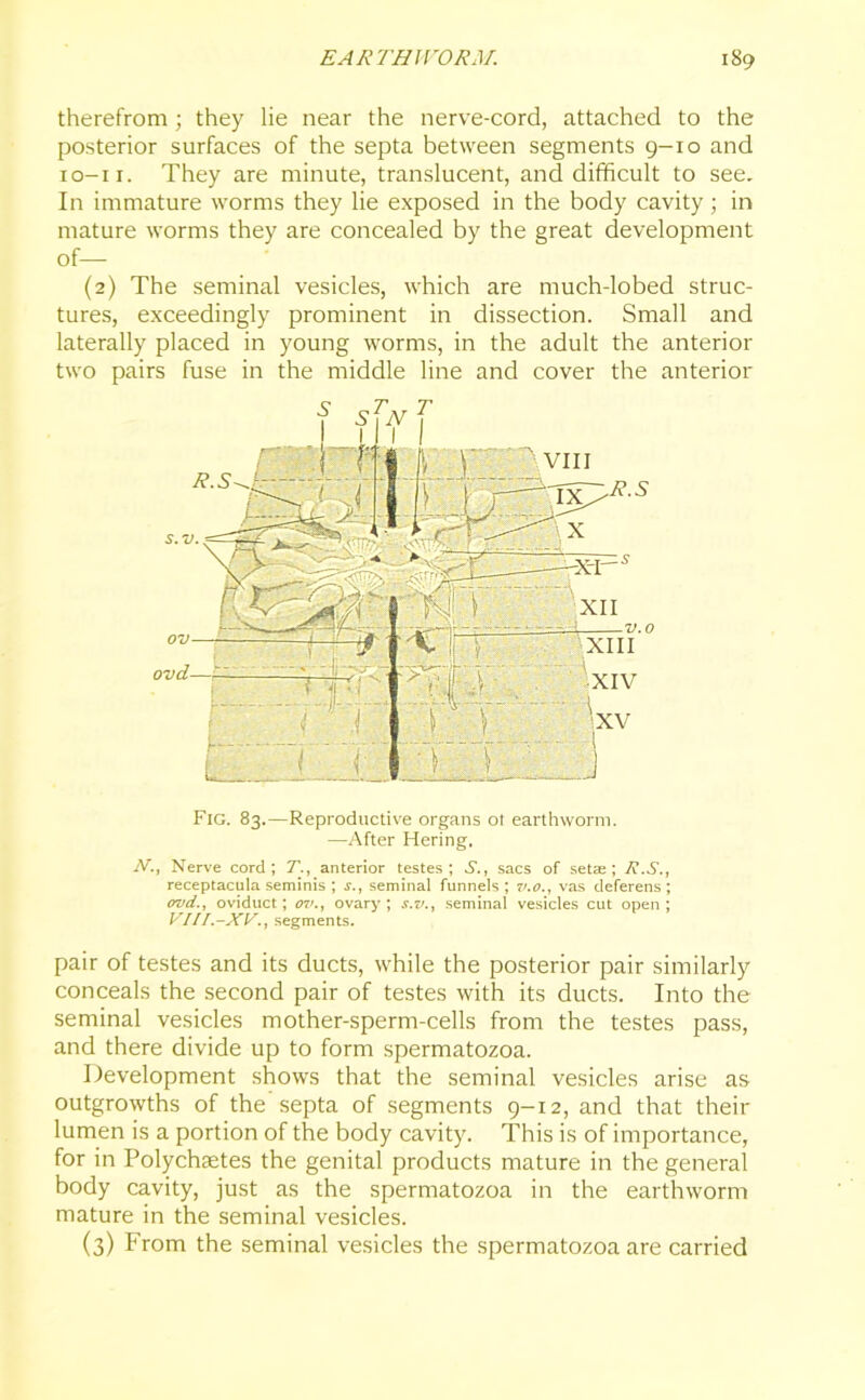 therefrom; they lie near the nerve-cord, attached to the posterior surfaces of the septa between segments 9-10 and io-ii. They are minute, translucent, and difficult to see. In immature worms they lie exposed in the body cavity; in mature worms they are concealed by the great development of— (2) The seminal vesicles, which are much-lobed struc- tures, exceedingly prominent in dissection. Small and laterally placed in young worms, in the adult the anterior two pairs fuse in the middle line and cover the anterior Fig. 83.—Reproductive organs ot earthworm. —After Hering. N., Nerve cord; T., anterior testes; S., sacs of setae; R.S., receptacula seminis ; s., seminal funnels; v.ovas deferens; ovd,oviduct; ov., ovary; s.v., seminal vesicles cut open; VI11.-XV,segments. pair of testes and its ducts, while the posterior pair similarly conceals the second pair of testes with its ducts. Into the seminal vesicles mother-sperm-cells from the testes pass, and there divide up to form spermatozoa. Development shows that the seminal vesicles arise as outgrowths of the septa of segments 9-12, and that their lumen is a portion of the body cavity. This is of importance, for in Polychaetes the genital products mature in the general body cavity, just as the spermatozoa in the earthworm mature in the seminal vesicles. (3) From the seminal vesicles the spermatozoa are carried