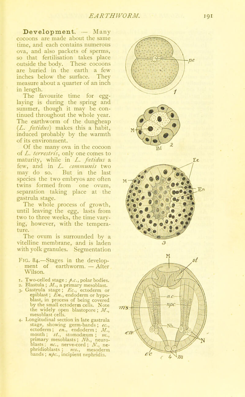 Development. — Many cocoons are made about the same time, and each contains numerous ova, and also packets of sperms, so that fertilisation takes place outside the body. These cocoons are buried in the earth a few inches below the surface. They measure about a quarter of an inch in length. The favourite time for egg- laying is during the spring and summer, though it may be con- tinued throughout the whole year. The earthworm of the dungheap (L. ftttidus) makes this a habit, induced probably by the warmth of its environment. Of the many ova in the cocoon of L. /errestris, only one comes to maturity, while in L. fcetidus a few, and in L. communis two may do so. But in the last species the two embryos are often twins formed from one ovum, separation taking place at the gastrula stage. The whole process of growth, until leaving the egg, lasts from two to three weeks, the time vary- ing, however, with the tempera- ture. The ovum is surrounded by a vitelline membrane, and is laden with yolk granules. Segmentation Fig. 84.—Stages in the develop- ment of earthworm. — After Wilson. 1. Two-celled stage ; /.r., polar bodies. 2. Blastula ; M., a primary mesoblast. 3. Gastrula stage; Ec., ectoderm or epiblast; En., endoderm or hypo- blast, in process of being covered by the small ectoderm cells. Note the widely open blastopore; M'., mesoblast cells. 4. Longitudinal section in late gastrula stage, showing germ-bands; ec., ectoderm; en., endoderm; M., mouth; si., stomodteum ; >«., primary mesoblasts ; Nb., neuro- blasts ; nc., nerve-cord; N., ne- phridioblasts ; jus., mesoderm bands ; npc., incipient nephridia.