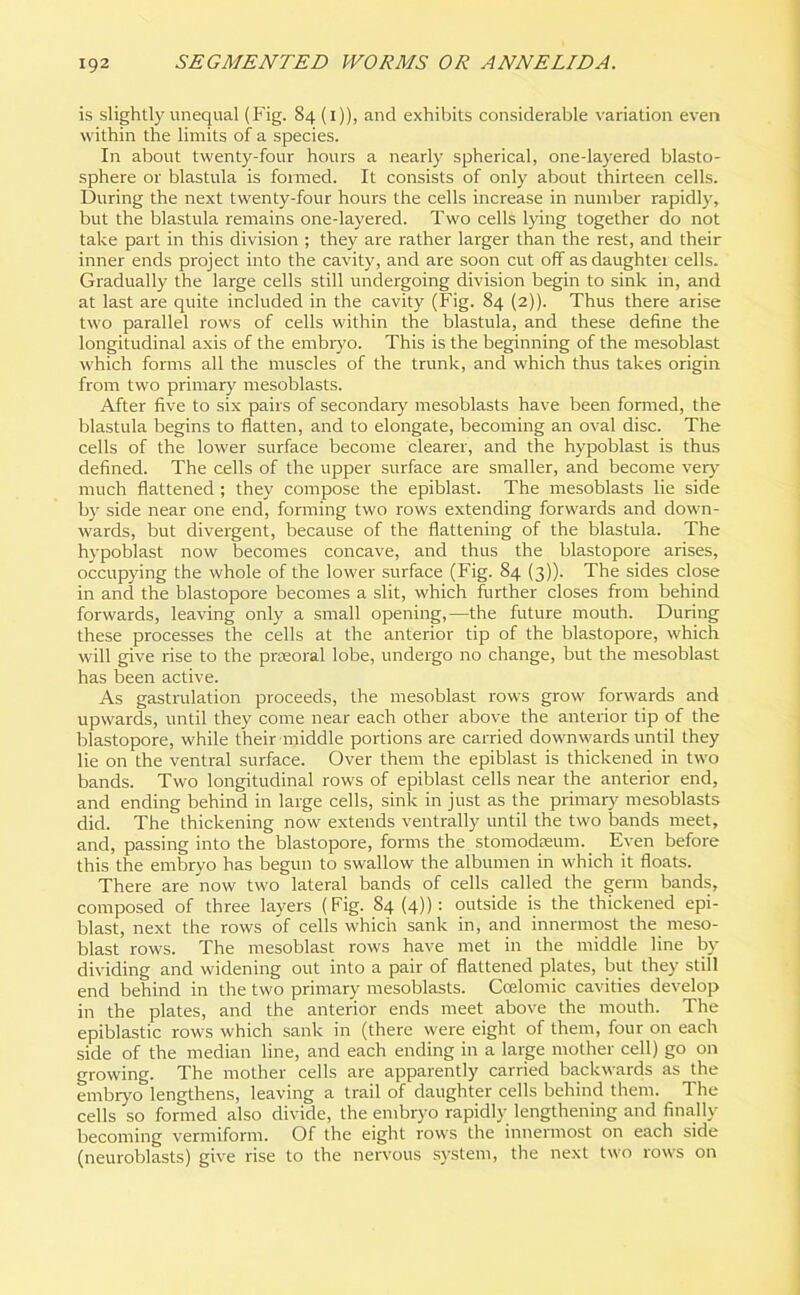 is slightly unequal (Fig. 84 (1)), and exhibits considerable variation even within the limits of a species. In about twenty-four hours a nearly spherical, one-layered blasto- sphere or blastula is formed. It consists of only about thirteen cells. During the next twenty-four hours the cells increase in number rapidly, but the blastula remains one-layered. Two cells lying together do not take part in this division ; they are rather larger than the rest, and their inner ends project into the cavity, and are soon cut off asdaughtei cells. Gradually the large cells still undergoing division begin to sink in, and at last are quite included in the cavity (Fig. 84 (2)). Thus there arise two parallel rows of cells within the blastula, and these define the longitudinal axis of the embryo. This is the beginning of the mesoblast which forms all the muscles of the trunk, and which thus takes origin from two primary mesoblasts. After five to six pairs of secondary mesoblasts have been formed, the blastula begins to flatten, and to elongate, becoming an oval disc. The cells of the lower surface become clearer, and the hypoblast is thus defined. The cells of the upper surface are smaller, and become very much flattened ; they compose the epiblast. The mesoblasts lie side by side near one end, forming two rows extending forwards and down- wards, but divergent, because of the flattening of the blastula. The hypoblast now becomes concave, and thus the blastopore arises, occupying the whole of the lower surface (Fig. 84 (3)). The sides close in and the blastopore becomes a slit, which iurther closes from behind forwards, leaving only a small opening,—the future mouth. During these processes the cells at the anterior tip of the blastopore, which will give rise to the prseoral lobe, undergo no change, but the mesoblast has been active. As gastrulation proceeds, the mesoblast rows grow forwards and upwards, until they come near each other above the anterior tip of the blastopore, while their middle portions are carried downwards until they lie on the ventral surface. Over them the epiblast is thickened in two bands. Two longitudinal rows of epiblast cells near the anterior end, and ending behind in large cells, sink in just as the primary mesoblasts did. The thickening now extends ventrally until the two bands meet, and, passing into the blastopore, forms the stomodteum. Even before this the embryo has begun to swallow the albumen in which it floats. There are now two lateral bands of cells called the germ bands, composed of three layers (Fig. 84(4)): outside is the thickened epi- blast, next the rows of cells which sank in, and innermost the meso- blast rows. The mesoblast rows have met in the middle line by dividing and widening out into a pair of flattened plates, but they still end behind in the two primary mesoblasts. Coelomic cavities develop in the plates, and the anterior ends meet above the mouth. The epiblastic rows w'hich sank in (there were eight of them, four on each side of the median line, and each ending in a large mother cell) go on growing. The mother cells are apparently carried backwards as the embryo lengthens, leaving a trail of daughter cells behind them. The cells so formed also divide, the embryo rapidly lengthening and finally becoming vermiform. Of the eight rows the innermost on each side (neuroblasts) give rise to the nervous system, the next two rows on