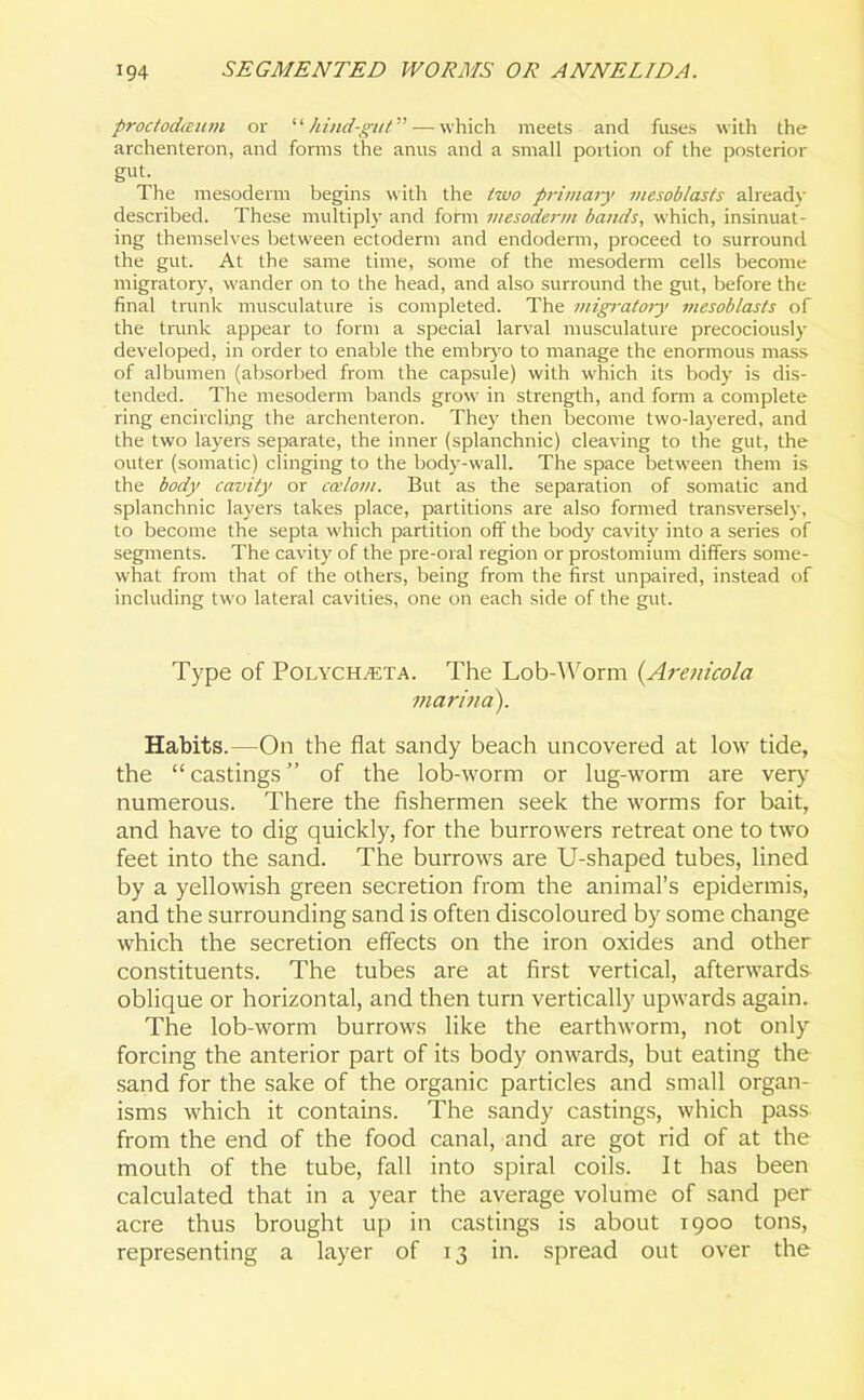 proctodceum or “hind-gut”— which meets and fuses with the archenteron, and forms the anus and a small portion of the posterior gut. The mesoderm begins with the two primary mesob/asts already described. These multiply and form mesoderm bands, which, insinuat- ing themselves between ectoderm and endoderm, proceed to surround the gut. At the same time, some of the mesoderm cells become migratory, wander on to the head, and also surround the gut, before the final trunk musculature is completed. The migratory mesoblasts of the trunk appear to form a special larval musculature precociously developed, in order to enable the embryo to manage the enormous mass of albumen (absorbed from the capsule) with which its body is dis- tended. The mesoderm bands grow in strength, and form a complete ring encircling the archenteron. They then become two-layered, and the two layers separate, the inner (splanchnic) cleaving to the gut, the outer (somatic) clinging to the body-wall. The space between them is the body cavity or coelom. But as the separation of somatic and splanchnic layers takes place, partitions are also formed transversely, to become the septa which partition off the body cavity into a series of segments. The cavity of the pre-oral region or prostomium differs some- what from that of the others, being from the first unpaired, instead of including two lateral cavities, one on each side of the gut. Type of Polychteta. The Lob-Worm (Arenicola marina). Habits.—On the flat sandy beach uncovered at low tide, the “ castings ” of the lob-worm or lug-worm are very numerous. There the fishermen seek the worms for bait, and have to dig quickly, for the burrowers retreat one to two feet into the sand. The burrows are U-shaped tubes, lined by a yellowish green secretion from the animal’s epidermis, and the surrounding sand is often discoloured by some change which the secretion effects on the iron oxides and other constituents. The tubes are at first vertical, afterwards oblique or horizontal, and then turn vertically upwards again. The lob-worm burrows like the earthworm, not only forcing the anterior part of its body onwards, but eating the sand for the sake of the organic particles and small organ- isms which it contains. The sandy castings, which pass from the end of the food canal, and are got rid of at the mouth of the tube, fall into spiral coils. It has been calculated that in a year the average volume of sand per acre thus brought up in castings is about 1900 tons, representing a layer of 13 in. spread out over the