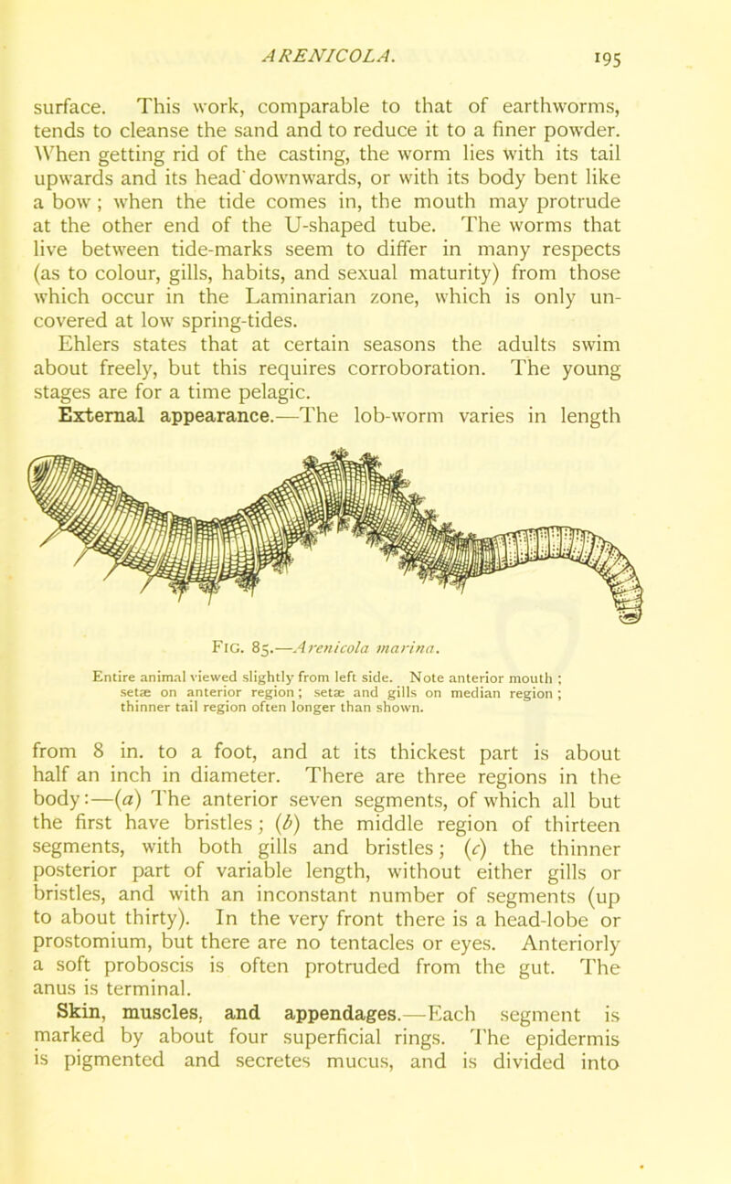 *95 surface. This work, comparable to that of earthworms, tends to cleanse the sand and to reduce it to a finer powder. When getting rid of the casting, the worm lies with its tail upwards and its head'downwards, or with its body bent like a bow; when the tide comes in, the mouth may protrude at the other end of the U-shaped tube. The worms that live between tide-marks seem to differ in many respects (as to colour, gills, habits, and sexual maturity) from those which occur in the Laminarian zone, which is only un- covered at low spring-tides. Ehlers states that at certain seasons the adults swim about freely, but this requires corroboration. The young stages are for a time pelagic. External appearance.—The lob-worm varies in length Fig. 85.—Arenicola marina. Entire animal viewed slightly from left side. Note anterior mouth ; setae on anterior region; setae and gills on median region ; thinner tail region often longer than shown. from 8 in. to a foot, and at its thickest part is about half an inch in diameter. There are three regions in the body:—(a) The anterior seven segments, of which all but the first have bristles; (b) the middle region of thirteen segments, with both gills and bristles; (<r) the thinner posterior part of variable length, without either gills or bristles, and with an inconstant number of segments (up to about thirty). In the very front there is a head-lobe or prostomium, but there are no tentacles or eyes. Anteriorly a soft proboscis is often protruded from the gut. The anus is terminal. Skin, muscles, and appendages.—Each segment is marked by about four superficial rings. The epidermis is pigmented and secretes mucus, and is divided into
