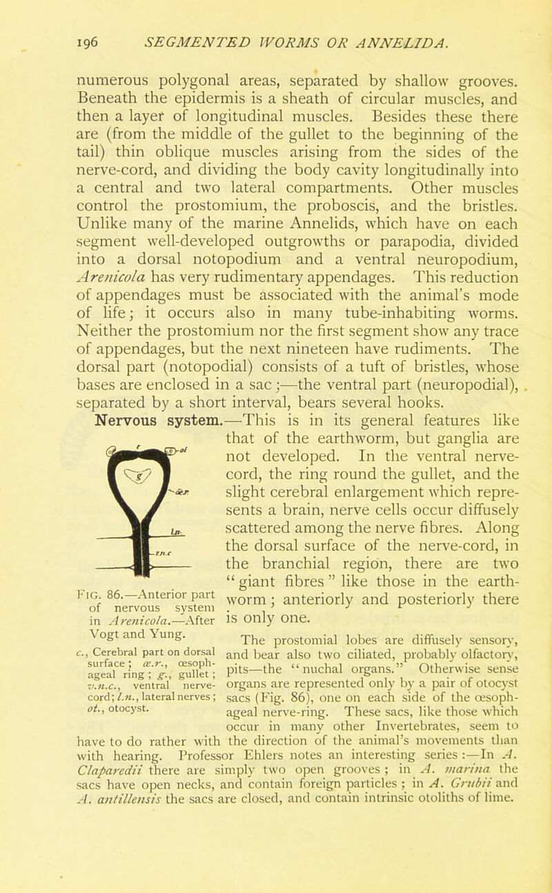 numerous polygonal areas, separated by shallow grooves. Beneath the epidermis is a sheath of circular muscles, and then a layer of longitudinal muscles. Besides these there are (from the middle of the gullet to the beginning of the tail) thin oblique muscles arising from the sides of the nerve-cord, and dividing the body cavity longitudinally into a central and two lateral compartments. Other muscles control the prostomium, the proboscis, and the bristles. Unlike many of the marine Annelids, which have on each segment well-developed outgrowths or parapodia, divided into a dorsal notopodium and a ventral neuropodium, Arenicola has very rudimentary appendages. This reduction of appendages must be associated with the animal’s mode of life; it occurs also in many tube-inhabiting worms. Neither the prostomium nor the first segment show any trace of appendages, but the next nineteen have rudiments. The dorsal part (notopodial) consists of a tuft of bristles, whose bases are enclosed in a sac ;—the ventral part (neuropodial), separated by a short interval, bears several hooks. Nervous system.—This is in its general features like that of the earthworm, but ganglia are not developed. In the ventral nerve- cord, the ring round the gullet, and the slight cerebral enlargement which repre- sents a brain, nerve cells occur diffusely scattered among the nerve fibres. Along the dorsal surface of the nerve-cord, in the branchial region, there are two “ giant fibres ” like those in the earth- worm ; anteriorly and posteriorly there is only one. The prostomial lobes are diffusely sensory, and bear also two ciliated, probably olfactory', pits—the “nuchal organs.” Otherwise sense organs are represented only by a pair of otocyst sacs (Fig. 86), one on each side of the oesoph- ageal nerve-ring. These sacs, like those which occur in many other Invertebrates, seem to have to do rather with the direction of the animal’s movements than with hearing. Professor Ehlers notes an interesting series :—In A. Claparedii there are simply two open grooves ; in A. marina the sacs have open necks, and contain foreign particles ; in A. Grubii and A. antillensis the sacs are closed, and contain intrinsic otoliths of lime. Fig. 86.—Anterior part of nervous system in Arenicola.—After Vogt and Yung. c., Cerebral part on dorsal surface; oc.r., oesoph- ageal ring ; g., gullet; v.n.c., ventral nerve- cord; l.n., lateral nerves; ot., otocyst.