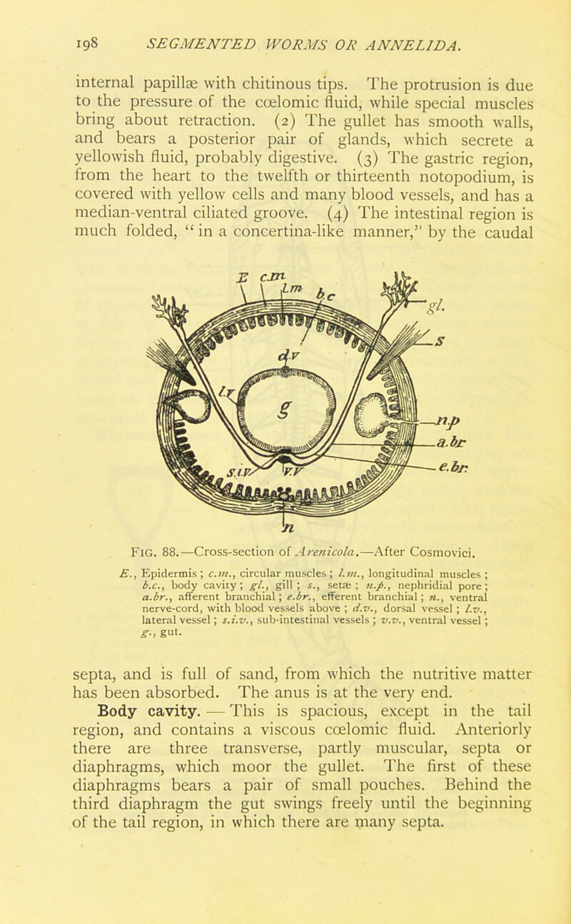 internal papillae with chitinous tips. The protrusion is due to the pressure of the ccelomic fluid, while special muscles bring about retraction. (2) The gullet has smooth walls, and bears a posterior pair of glands, which secrete a yellowish fluid, probably digestive. (3) The gastric region, from the heart to the twelfth or thirteenth notopodium, is covered with yellow cells and many blood vessels, and has a median-ventral ciliated groove. (4) The intestinal region is much folded, “ in a concertina-like manner,” by the caudal Fig. 88.—Cross-section of Arenicola.—After Cosmovici. E., Epidermis ; c.in., circular muscles ; longitudinal muscles ; b.c., body cavity; gl., gill; s., setae; nephridial pore; a.br., afferent branchial; e.br., efferent branchial; ventral nerve-cord, with blood vessels above ; d.v., dorsal vessel ; l.v., lateral vessel; s.i.v., sub-intestinal vessels ; v.vventral vessel; gut- septa, and is full of sand, from which the nutritive matter has been absorbed. The anus is at the very end. Body cavity. — This is spacious, except in the tail region, and contains a viscous coelomic fluid. Anteriorly there are three transverse, partly muscular, septa or diaphragms, which moor the gullet. The first of these diaphragms bears a pair of small pouches. Behind the third diaphragm the gut swings freely until the beginning of the tail region, in which there are many septa.