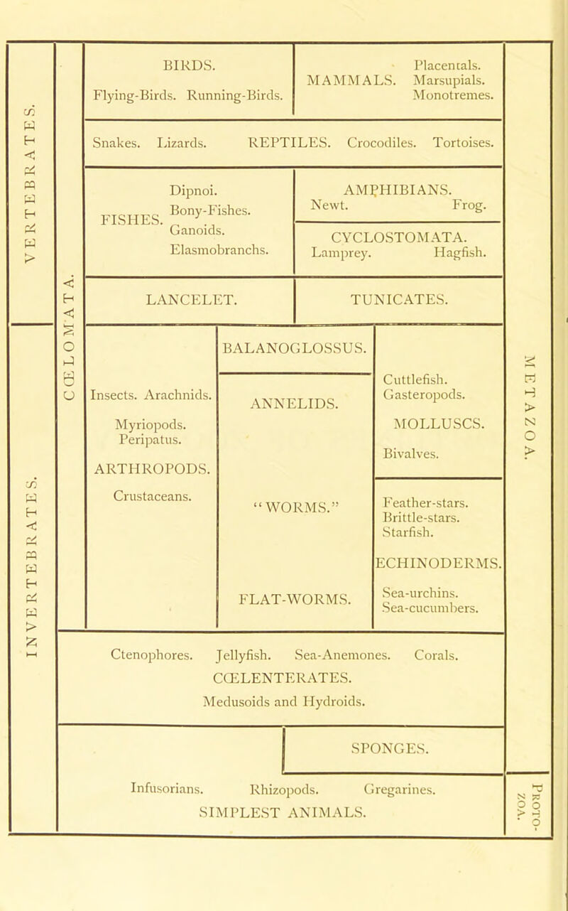 BIRDS. Flying-Birds. Running-Birds. TVT A AT AT A Placencals. LS. Marsupials. Monotremes. ATE Snakes. lizards. REPTILES. Crocodiles. Tortoises. w Dipnoi. FISHES. Bony-Fishes. Ganoids. Elasmobranchs. AMPHIBIANS. Newt. Frog. CYCLOSTOMATA. Lamprey. Hagfish. ATA LANCELET. TUNICATES. O u BALANOGLOSSUS. Insects. Arachnids. ANNELIDS. Cuttlefish. Gasteropods. ETA Myriopods. Peripatus. ARTHROPODS. MOLLUSCS. Bivalves. ZO A. a H <: '/ Crustaceans. WORMS. Feather-stars. Brittle-stars. Starfish. EB ECHINODERMS. ERT FLAT-WORMS. Sea-urchins. Sea-cucumbers. > t—1 Ctenophores. Jellyfish. Sea-Anemones. Corals. CGELENTERATES. Medusoids and Hydroids. SPONGES. Infusorians. Rhizopods. Gregarines. SIMPLEST ANIMALS. •VO