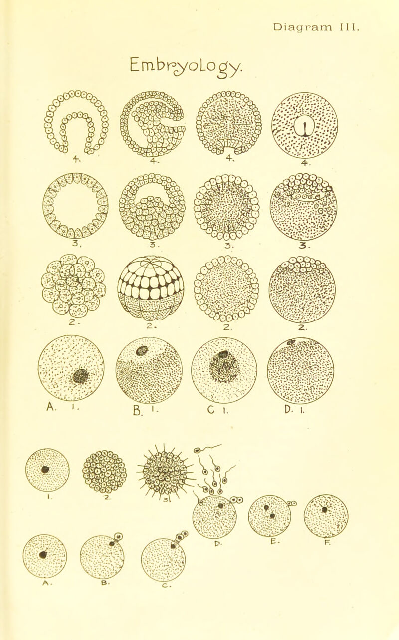 Diagram III. Embi^oLogy.