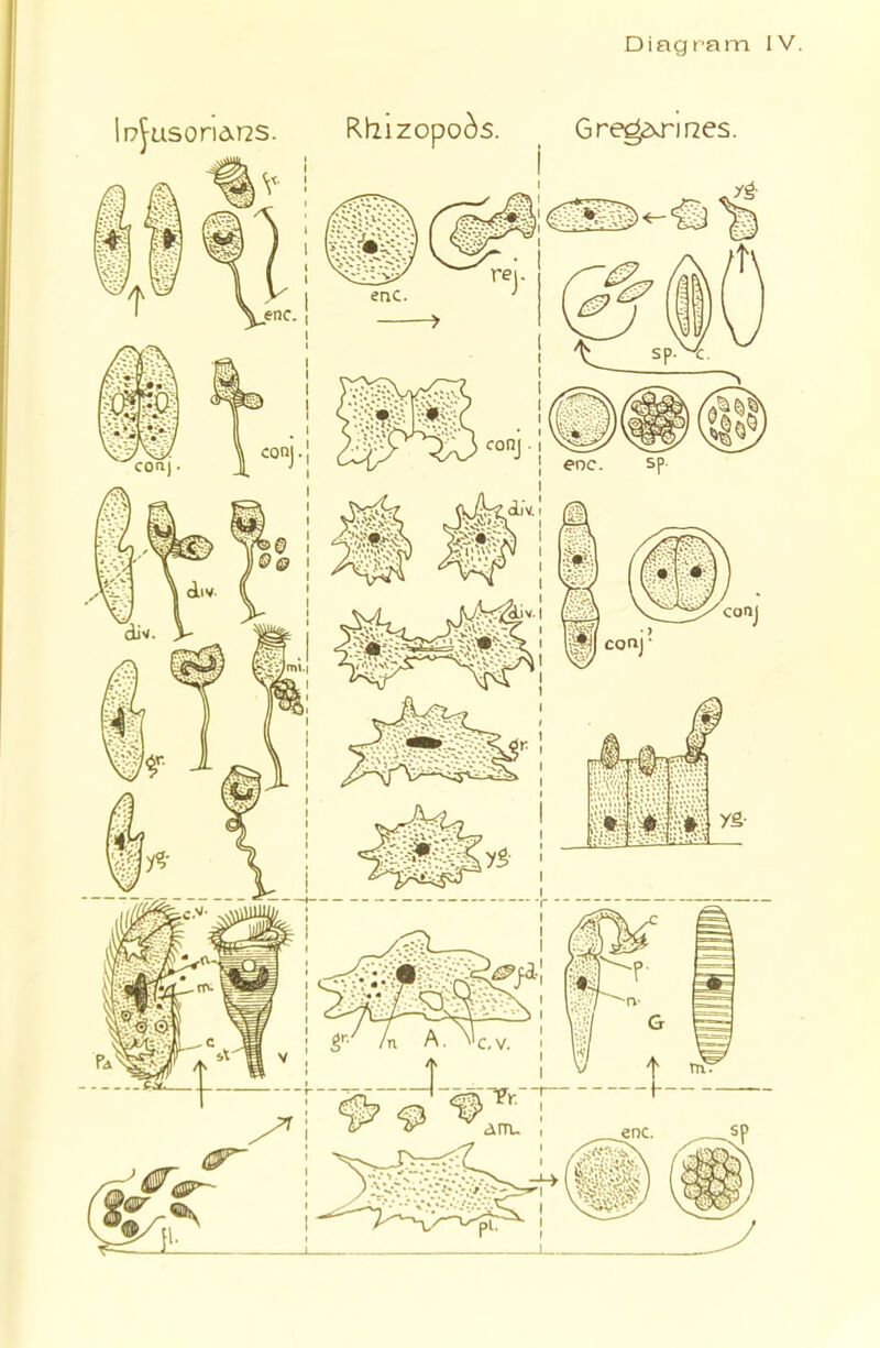 Diagram IV.