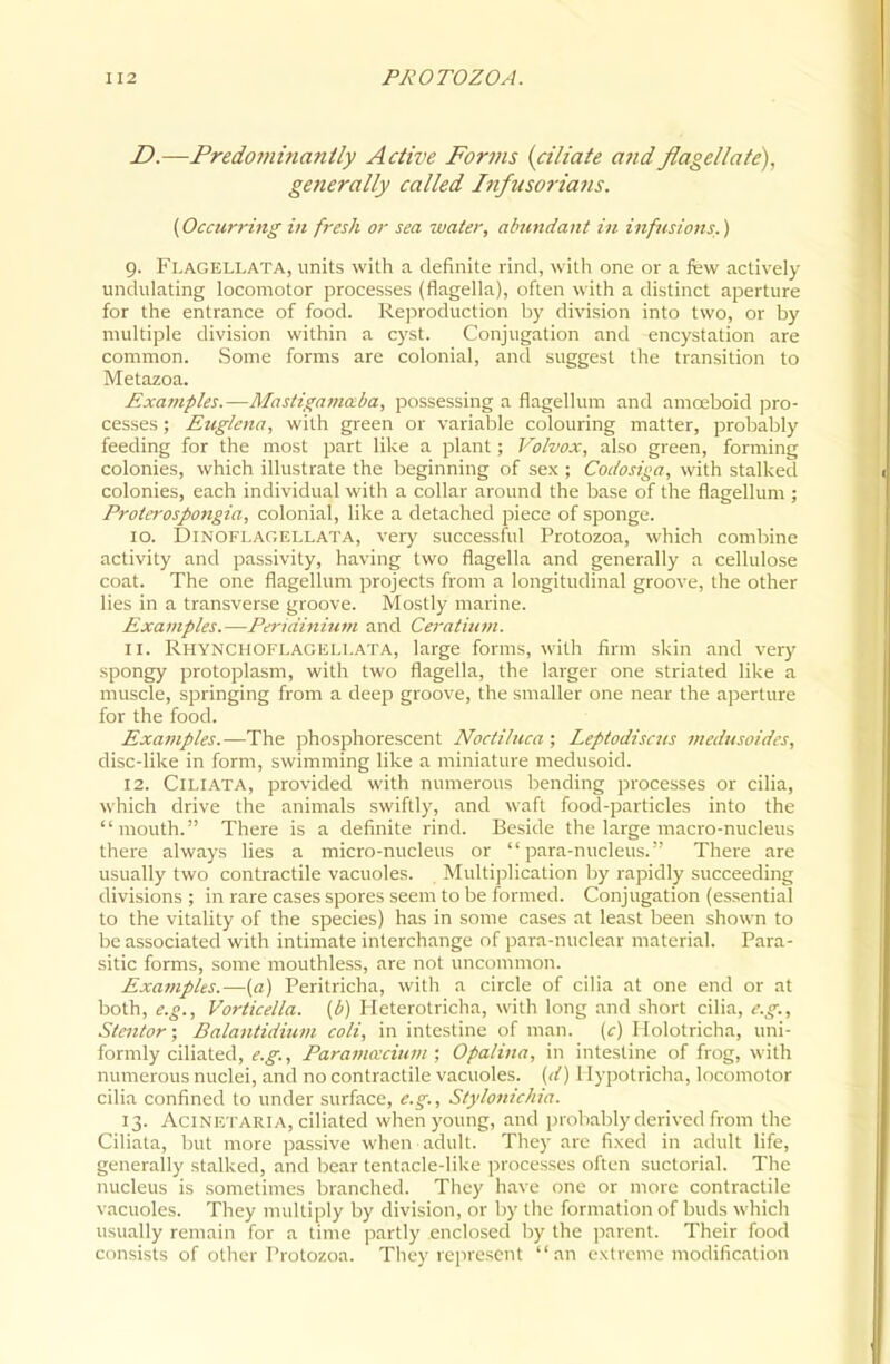 D.—Predofninanily Active Forms {ciliaie a7id flagellate), gejierally called Infusoriaiis. {Occurring' in fresh or sea water, abnndaiit in infusions.) 9. Flagellata, units with a definite rind, with one or a few actively undulating locomotor processes (flagella), often with a distinct aperture for the entrance of food. Reproduction by division into two, or by multiple division within a cyst. Conjugation and encystation are common. Some forms are colonial, and suggest the transition to Metazoa. Examples.—Mastigamctba, possessing a fiagellum and amoeboid ]5ro- cesses; Eiiglcna, with green or variable colouring matter, probably feeding for the most part like a plant; Volvox, also green, forming colonies, which illustrate the beginning of sex ; Codosiga, with stalked colonies, each individual with a collar around the base of the flagellum ; Proto'ospongia, colonial, like a detached piece of sponge. 10. DiNOFLAGELLATA, very successful Protozoa, which combine activity and passivity, having two flagella and generally a cellulose coat. The one flagellum projects from a longitudinal groove, the other lies in a transverse groove. Mostly marine. Examples.—Peridinium and Ceratiiim. 11. Rhynchoflageli.ata, large forms, with firm skin and very spongy protoplasm, with two flagella, the larger one striated like a muscle, springing from a deep groove, the smaller one near the aperture for the food. Exa?7iples.—The phosphorescent Noctihica ; Leptodiscjts medusoides, disc-like in form, swimming like a miniature medusoid. 12. Ciliata, provided with numerous bending processes or cilia, which drive the animals swiftly, and waft food-particles into the mouth. There is a definite rind. Beside the large macro-nucleus there always lies a micro-nucleus or para-nucleus. There are usually two contractile vacuoles. Multiplication Ijy rapidly succeeding divisions ; in rare cases spores seem to be formed. Conjugation (essential to the vitality of the species) has in some cases at least been show'n to be associated with intimate interchange of para-nuclear material. Para- sitic forms, some mouthless, are not uncommon. Examples.—{a) Peritricha, with a circle of cilia at one end or at both, e.g., Vorticella. (b) Heterotricha, with long and short cilia, e.g., Stentor; Balantidium coli, in intestine of man. {c) Holotricha, uni- formly ciliated, e.g., ParavHVcium ; Opalina, in intestine of frog, with numerous nuclei, and no contractile vacuoles, [d) I lypotricha, locomotor cilia confined to under surface, e.g., Stylonichia. 13. AciNETARiA, ciliated when young, and probably derived from tlie Ciliata, but more passive when adult. They are fixed in ailult life, generally stalked, and bear tentacle-like processes often suctorial. The nucleus is sometimes branched. They have one or more contractile vacuoles. They multiply by division, or by the formation of buds which usually remain for a time jwrtly enclosed by the parent. Their food consists of other Protozoa. They represent an extreme modification