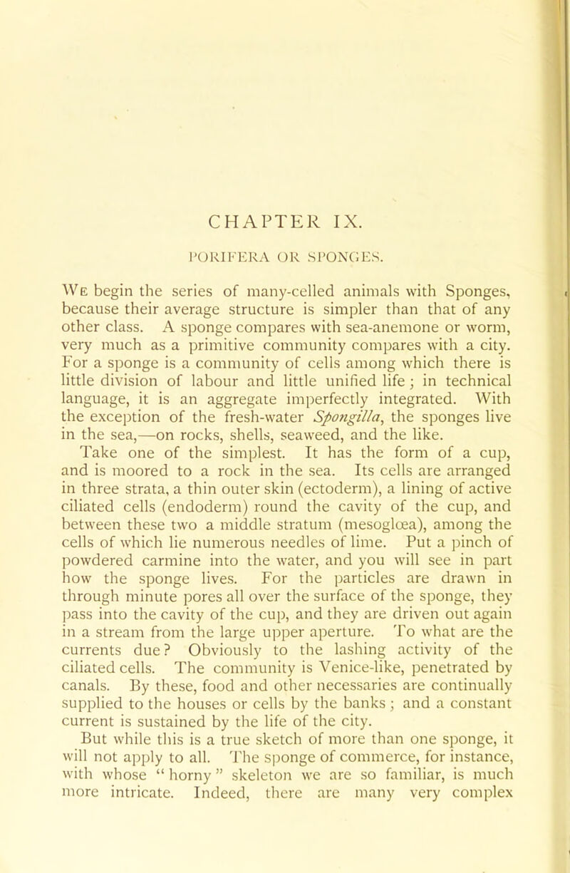 CHAPTER IX. I'ORIKERA OR SPONGES. We begin the series of many-celled animals with Sponges, because their average structure is simpler than that of any other class. A sponge compares with sea-anemone or worm, very much as a primitive community compares with a city. For a sponge is a community of cells among which there is little division of labour and little unified life; in technical language, it is an aggregate imperfectly integrated. With the exception of the fresh-water Spongilla, the sponges live in the sea,—on rocks, shells, seaweed, and the like. Take one of the simplest. It has the form of a cup, and is moored to a rock in the sea. Its cells are arranged in three strata, a thin outer skin (ectoderm), a lining of active ciliated cells (endoderm) round the cavity of the cup, and between these two a middle stratum (mesogloea), among the cells of which lie numerous needles of lime. Put a pinch of powdered carmine into the water, and you will see in part how the sponge lives. For the particles are drawn in through minute pores all over the surface of the sponge, they pass into the cavity of the cup, and they are driven out again in a stream from the large upper aperture. To what are the currents due ? Obviously to the lashing activity of the ciliated cells. The community is Venice-like, penetrated by canals. By these, food and other necessaries are continually supplied to the houses or cells by the banks; and a constant current is sustained by the life of the city. But while this is a true sketch of more than one sponge, it will not apply to all. The S]:)onge of commerce, for instance, with whose  horny  skeleton we are so familiar, is much more intricate. Indeed, there arc many very complex