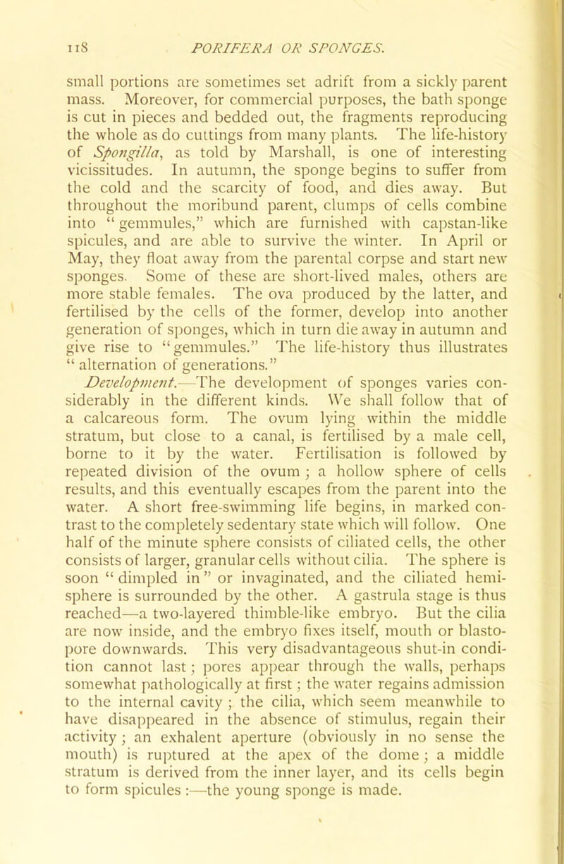 small portions are sometimes set adrift from a sickly parent mass. Moreover, for commercial purposes, the bath sponge is cut in pieces and bedded out, the fragments reproducing the whole as do cuttings from many plants. The life-history of Spojigil/a, as told by Marshall, is one of interesting vicissitudes. In autumn, the sponge begins to suffer from the cold and the scarcity of food, and dies away. But throughout the moribund parent, clumps of cells combine into  gemmules, which are furnished with capstan-like spicules, and are able to survive the winter. In April or May, they float away from the parental corpse and start new sponges. Some of these are short-lived males, others are more stable females. The ova produced by the latter, and fertilised by the cells of the former, develop into another generation of sponges, which in turn die away in autumn and give rise to gemmules. The life-history thus illustrates  alternation of generations. Development.—The development of sponges varies con- siderably in the different kinds. We shall follow that of a calcareous form. The ovum lying within the middle stratum, but close to a canal, is fertilised by a male cell, borne to it by the water. Fertilisation is followed by repeated division of the ovum ; a hollow sphere of cells results, and this eventually escapes from the parent into the water. A short free-swimming life begins, in marked con- trast to the completely sedentary state which will follow. One half of the minute sphere consists of ciliated cells, the other consists of larger, granular cells without cilia. The sphere is soon  dimpled in  or invaginated, and the ciliated hemi- sphere is surrounded by the other. A gastrula stage is thus reached—a two-layered thimble-like embryo. But the cilia are now inside, and the embryo fixes itself, mouth or blasto- pore downwards. This very disadvantageous shut-in condi- tion cannot last; pores appear through the walls, perhaps somewhat pathologically at first; the water regains admission to the internal cavity ; the cilia, which seem meanwhile to have disappeared in the absence of stimulus, regain their activity ; an e.xhalent aperture (obviously in no sense the mouth) is ru])tured at the apex of the dome; a middle stratum is derived from the inner layer, and its cells begin to form spicules :—the young sponge is made.