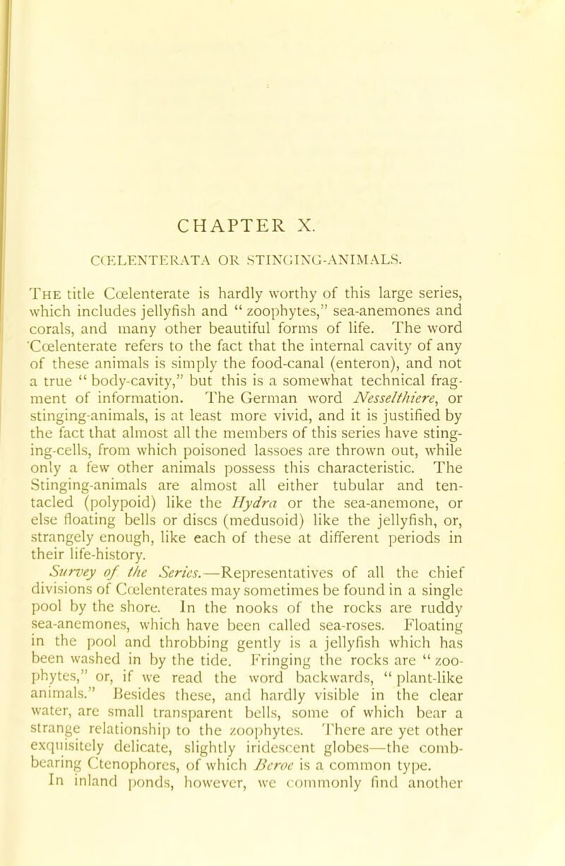 CHAPTER X. CCELENTERATA OR STINGING-ANIMALS. The title Ccelenterate is hardly worthy of this large series, which includes jellyfish and  zoophytes, sea-anemones and corals, and many other beautiful forms of life. The word 'Ccelenterate refers to the fact that the internal cavity of any of these animals is simply the food-canal (enteron), and not a true  body-cavity, but this is a somewhat technical frag- ment of information. The German word Nesselthiere, or stinging-animals, is at least more vivid, and it is justified by the fact that almost all the members of this series have sting- ing-cells, from which poisoned lassoes are thrown out, while only a few other animals possess this characteristic. The Stinging-animals are almost all either tubular and ten- tacled (polypoid) like the Hydra or the sea-anemone, or else floating bells or discs (medusoid) like the jellyfish, or, strangely enough, like each of these at different periods in their life-history. Survey of the Series.—Representatives of all the chief divisions of Crelenterates may sometimes be found in a single pool by the shore. In the nooks of the rocks are ruddy sea-anemones, which have been called sea-roses. Floating in the pool and throbbing gently is a jellyfish which has been washed in by the tide. Fringing the rocks are  zoo- phytes, or, if we read the word backwards,  plant-like animals. Besides these, and hardly visible in the clear water, arc small transparent bells, some of which bear a strange relationship to the zoophytes. There are yet other exquisitely delicate, slightly iridescent globes—the comb- bearing Ctenophorcs, of which Bcroe is a common type. In inland ])onds, however, we commonly find another