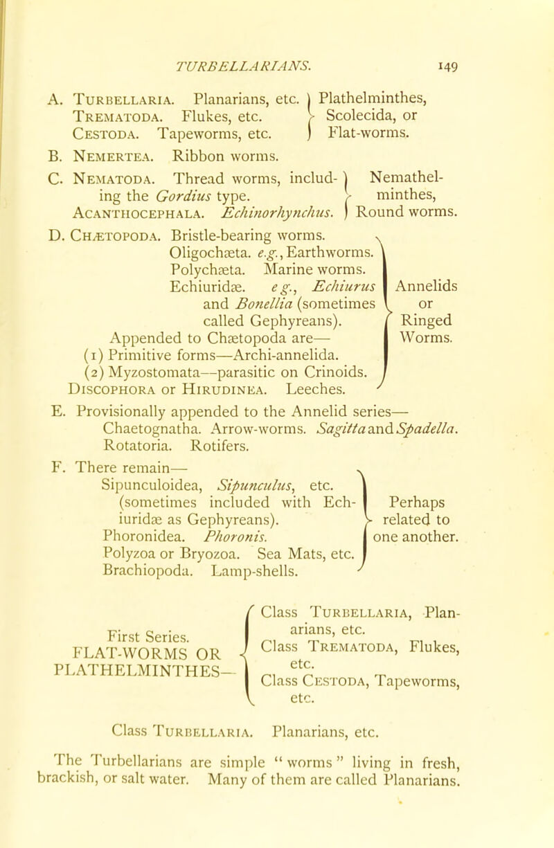 A. TuRBELLARiA. Planarians, etc. | Plathelminthes, Trematoda. Flukes, etc. V Scolecida, or Cestoda. Tapeworms, etc. ) Flat-worms. B. Nemertea. Ribbon worms. Nemathel- minthes, V or Ringed Worms. C. Nematoda. Thread worms, includ- \ ing the Gordius type. \ mmtnes, Acanthocephala. Echifiorhynchus. ) Round worms D. Ch/etopoda. Bristle-bearing worms. s Oligochaeta. ^.o-., Earthworms Polychjeta. Marine worms. Echiuridte. eg., Echiurics Annelids and Bo7iellia (sometimes called Gephyreans). Appended to Chsetopoda are— (1) Primitive forms—Archi-annelida. (2) Myzostomata—parasitic on Crinoids. DiscoPHORA or Hirudinea. Leeches. ^ E. Provisionally appended to the Annelid series— Chaetognatha. Arrow-worms. SagitiasindSpadella. Rotatoria. Rotifers. F. There remain— Sipunculoidea, Sipunculus, etc. (sometimes included with Ech- I Perhaps iuridae as Gephyreans). > related to Phoronidea. Phoronis. \ one another. Polyzoa or Bryozoa. Sea Mats, etc. Brachiopoda. Lamp-shells. Class Turbellaria, Plan- First Series I FLAT-WORMS OR I ^'''^^^ Trematoda, Flukes, etc. Class Cestoda, Tapeworms, etc. PLATHELMINTHES- Class Turbellaria. Planarians, etc. The Turbellarians are simple  worms  living in fresh, brackish, or salt water. Many of them are called Planarians.