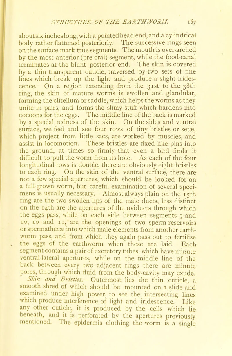 aboutsix inches long, with a pointedhead end, and a cyUndrical body rather flattened posteriorly. The successive rings seen on the surface mark true segments. The mouth is over-arched by the most anterior (pre-oral) segment, while the food-canal terminates at the blunt posterior end. The skin is covered by a thin transparent cuticle, traversed by two sets of fine lines which break up the light and produce a slight irides- cence. On a region extending from the 31st to the 38th ring, the skin of mature worms is swollen and glandular, forming the clitellum or saddle, which helps the worms as they unite in pairs, and forms the slimy stuff which hardens into cocoons for the eggs. The middle line of the back is marked by a special redness of the skin. On the sides and ventral surface, we feel and see four rows of tiny bristles or setse, which project from little sacs, are worked by muscles, and assist in locomotion. These bristles are fixed like pins into the ground, at times so firmly that even a bird finds it difficult to pull the worm from its hole. As each of the four longitudinal rows is double, there are obviously eight bristles to each ring. On the skin of the ventral surface, there are not a few special apertures, which should be looked for on a full grown worm, but careful examination of several speci- mens is usually necessary. Almost always plain on the 15th ring are the two swollen lips of the male ducts, less distinct on the 14th are the apertures of the oviducts through which the eggs pass, while on each side between segments 9 and 10, 10 and II, are the openings of two sperm-reservoirs or spermathecEe into which male elements from another earth- worm pass, and from which they again pass out to fertilise the eggs of the earthworm when these are laid. Each segment contains a pair of excretory tubes, which have minute ventral-lateral apertures, while on the middle line of the back between every two adjacent rings there are minute pores, through which fluid from the body-cavity may exude. S/ein and Bristles.—Outermost lies the thin cuticle, a smooth shred of which should be mounted on a .slide and examined under high power, to see the intersecting lines which produce interference of light and iridescence. Like any other cuticle, it is produced by the cells which lie beneath, and it is perforated by the apertures previously mentioned. The epidermis clothing the worm is a single