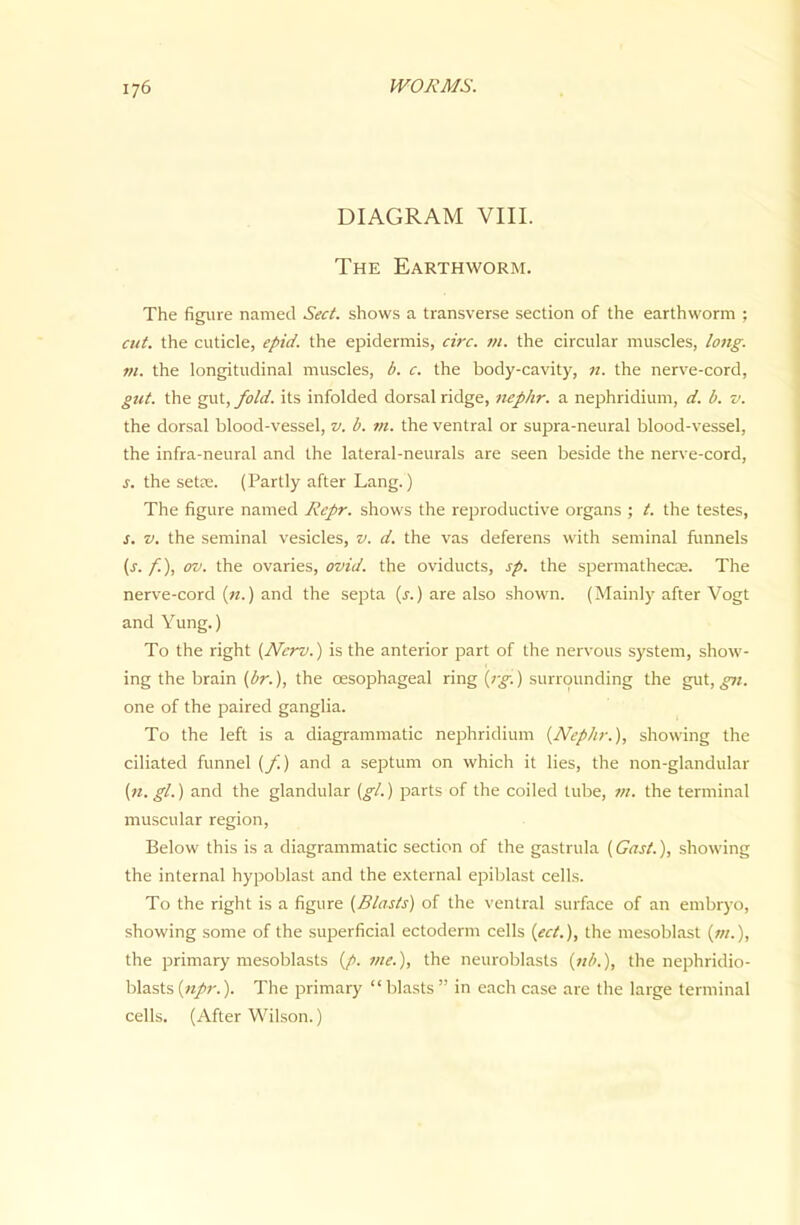 DIAGRAM VIII. The Earthworm. The figure named Sect, shows a transverse section of the earthworm ; cut. the cuticle, epid. the epidermis, circ. m. the circular muscles, long, ni. the longitudinal muscles, b. c. the body-cavity, n. the nerve-cord, gut. the gut, fold, its infolded dorsal ridge, nephr. a nephridium, d. b. v. the dorsal blood-vessel, v. b. in. the ventral or supra-neural blood-vessel, the infra-neural and the lateral-neurals are seen beside the nerve-cord, s. the seta;. (Partly after Lang.) The figure named Repr. shows the reproductive organs ; t. the testes, s. V. the seminal vesicles, v. d. the vas deferens with seminal funnels (s. f.), ov. the ovaries, ovid. the oviducts, sp. the spermathecce. The nerve-cord («.) and the septa (j.) are also shown. (Mainly after Vogt and Yung.) To the right (Nerv.) is the anterior part of the nervous system, show- ing the brain (br.), the oesophageal ring [rg.) surrounding the gut, one of the paired ganglia. To the left is a diagrammatic nephridium {Nephr.), showing the ciliated funnel (/) and a septum on which it lies, the non-glandular (n. gl.) and the glandular {gl.) parts of the coiled tube, f/i. the terminal muscular region. Below this is a diagrammatic section of the gastrula (Cast.), showing the internal hypoblast and the external epiblast cells. To the right is a figure (Blasts) of the ventral surface of an embryo, showing some of the superficial ectoderm cells (ect.), the mesoblast (w.), the primary mesoblasts (/>. nie.), the neuroblasts («/'.), the nephridio- blasts(w/r.). The primary blasts  in each case are the large terminal cells. (After Wilson.)