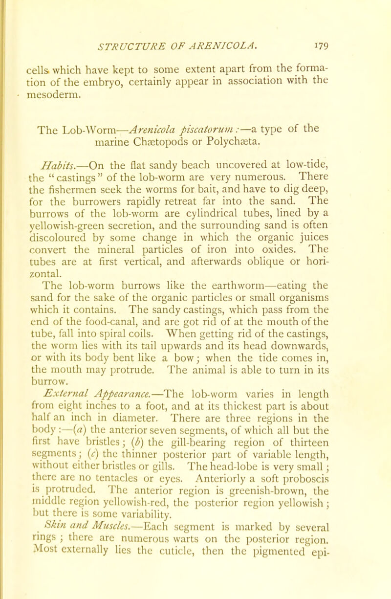 cells which have kept to some extent apart from the forma- tion of the embryo, certainly appear in association with the mesoderm. The Lob-Worm—Arenicola piscatorum:—a type of the marine Chaetopods or Polychteta. Habits.—On the flat sandy beach uncovered at low-tide, the  castings  of the lob-worm are very numerous. There the fishermen seek the worms for bait, and have to dig deep, for the burrowers rapidly retreat far into the sand. The burrows of the lob-worm are cylindrical tubes, lined by a yellowish-green secretion, and the surrounding sand is often discoloured by some change in which the organic juices convert the mineral particles of iron into oxides. The tubes are at first vertical, and afterwards oblique or hori- zontal. The lob-worm burrows like the earthworm—eating the sand for the sake of the organic particles or small organisms which it contains. The sandy castings, which pass from the end of the food-canal, and are got rid of at the mouth of the tube, fall into spiral coils. When getting rid of the castings, the worm lies with its tail upwards and its head downwards, or with its body bent like a bow; when the tide comes in, the mouth may protrude. The animal is able to turn in its burrow. External Appearance.—The lob-worm varies in length from eight inches to a foot, and at its thickest part is about half an inch in diameter. There are three regions in the body :—{a) the anterior seven segments, of which all but the first have bristles; (b) the gill-bearing region of thirteen segments ; {c) the thinner posterior part of variable length, without either bristles or gills. The head-lobe is very small; there are no tentacles or eyes. Anteriorly a soft proboscis is protruded. The anterior region is greenish-brown, the middle region yellowish-red, the posterior region yellowish; but there is some variability. Skin and Muscles.—Each segment is marked by several rings ; there are numerous warts on the posterior region. Most externally lies the cuticle, then the pigmented epi-