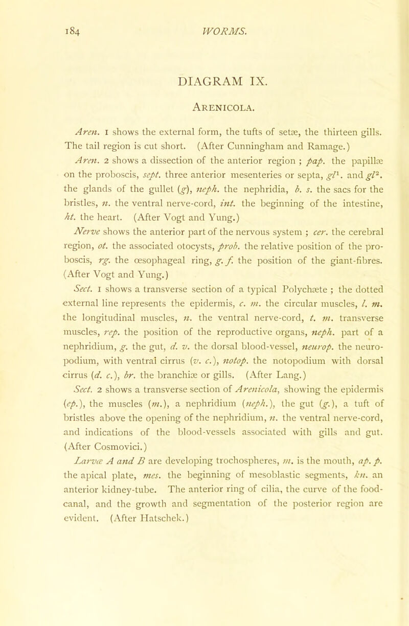 DIAGRAM IX. Arenicola. Aren. I shows the external form, the tufts of seta;, the thirteen gills. The tail region is cut short. (After Cunningham and Ramage.) Aren. 2 shows a dissection of the anterior region ; pap. the papillce on the proboscis, sept, three anterior mesenteries or septa, gl^. and^/-. the glands of the gullet {g), neph. the nephridia, b. s. the sacs for the bristles, «. the ventral nerve-cord, int. the beginning of the intestine, ht. the heart. (After Vogt and Yung.) Nerve shows the anterior part of the nervous system ; cer. the cerebral region, ot. the associated otocysts, proh. the relative position of the pro- boscis, rg. the oesophageal ring, y; the position of the giant-fibres. (After Vogt and Yung.) Sect. I shows a transverse section of a typical Polychtete ; the dotted external line represents the epidermis, c. m. the circular muscles, /. m. the longitudinal muscles, n. the ventral nerve-cord, t. vi. transverse muscles, rep. the position of the reproductive organs, neph. part of a nephridium, g. the gut, d. v. the dorsal blood-vessel, neiirop. the neuro- podium, with ventral cirrus (v. c.), notop. the notopodium with dorsal cirrus (d. c.), br. the branchice or gills. (After Lang.) Sect. 2 shows a transverse section of Arenicola, showing the epidermis {ep.), the muscles (w.), a nephridium [neph.), the gut {g.), a tuft of bristles above the opening of the nephridium, n. the ventral nerve-cord, and indications of the blood-vessels associated with gills and gut. (After Cosmovici.) Larvte A and B are developing trochospheres, is the mouth, ap. p. the apical plate, mes. the beginning of mesoblastic segments, kn. an anterior kidney-tube. The anterior ring of cilia, the curve of the food- canal, and the growth and segmentation of the posterior region are evident. (After Hatschek.)