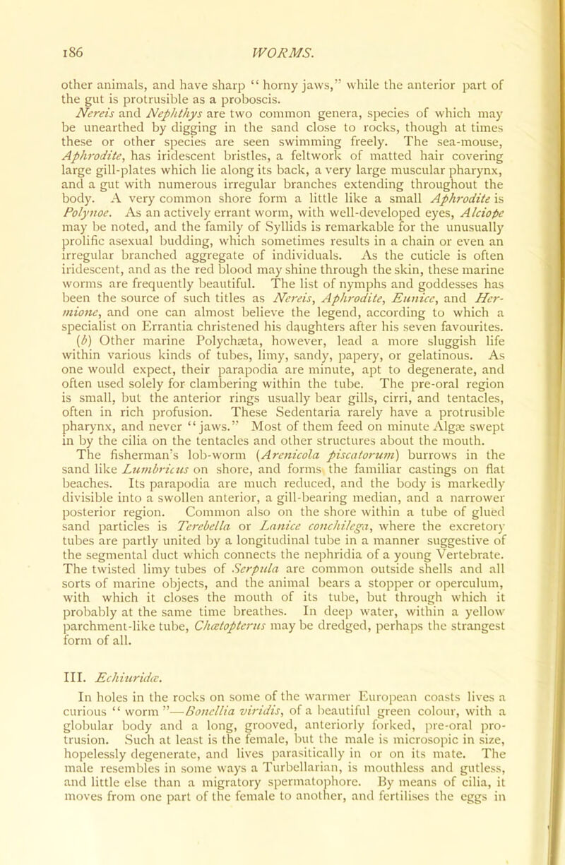 other animals, and have sharp  horny jaws, while the anterior part of the gut is protrusible as a proboscis. Nereis and Nephthys are two cominon genera, species of which may be unearthed by digging in the sand close to rocks, though at times these or other species are seen swimming freely. The sea-mouse, Aplwodite, has iridescent bristles, a feltwork of matted hair covering large gill-plates which lie along its back, a very large muscular pharynx, and a gut with numerous irregular branches extending throughout the body. A very common shore form a little like a small Aphrodite is Polynoe. As an actively errant worm, with well-developed eyes, Alciope may be noted, and the family of Syllids is remarkable for the unusually prolific asexual budding, which sometimes results in a chain or even an irregular branched aggregate of individuals. As the cuticle is often iridescent, and as the red blood may shine through the skin, these marine worms are frequently beautiful. The list of nymphs and goddesses has been the source of such titles as Nereis, Aphrodite, Eunice, and Her- mione, and one can almost believe the legend, according to which a specialist on Errantia christened his daughters after his seven favourites. {b) Other marine Polychjeta, however, lead a more sluggish life within various kinds of tubes, limy, sandy, papery, or gelatinous. As one would expect, their parapodia are minute, apt to degenerate, and often used solely for clambering within the tube. The pre-oral region is small, but the anterior rings usually bear gills, cirri, and tentacles, often in rich profusion. These Sedentaria rarely have a protrusible pharynx, and never jaws.' Most of them feed on minute Algfe swept in by the cilia on the tentacles and other structures about the mouth. The fisherman's lob-worm [Arenicola piscatorum) burrows in the sand like Lumbritus on shore, and forms the familiar castings on flat beaches. Its parapodia are much reduced, and the body is markedly divisible into a swollen anterior, a gill-bearing median, and a narrower posterior region. Common also on the shore within a tube of glued sand particles is Tcrebella or Lanice conchilega, where the excretory tubes are partly united by a longitudinal tube in a manner suggestive of the segmental duct which connects the nephridia of a young Vertebrate. The twisted limy tubes of Scrpida are common outside shells and all sorts of marine objects, and the animal bears a stopper or operculum, with which it closes the mouth of its tube, but through which it probably at the same time breathes. In deep water, within a yellow parchment-like tube, Ciuetopterus may be dredged, perhaps the strangest form of all. III. Echiurida. In holes in the rocks on some of the warmer European coasts lives a curious  worm —Boncllia viridis, of a beautiful green colour, with a globular body and a long, grooved, anteriorly forked, pre-oral pro- trusion. Such at least is the female, but the male is microsopic in size, hopelessly degenerate, and lives parasitically in or on its mate. The male resembles in some ways a Turbellarian, is mouthless and gutless, and little else than a migratory spermatophore. By means of cilia, it moves from one part of the female to another, and fertilises the eggs in