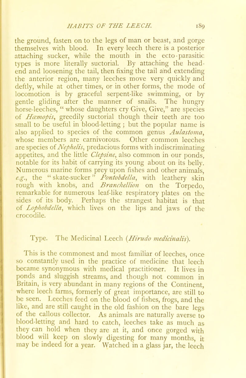 HABITS OF THE LEECH. the ground, fasten on to the legs of man or beast, and gorge themselves with blood. In every leech there is a posterior attaching sucker, while the mouth in the ecto-parasitic types is more literally suctorial. By attaching the head- end and loosening the tail, then fixing the tail and extending the anterior region, many leeches move very quickly and deftly, while at other times, or in other forms, the mode of locomotion is by graceful serpent-like swimming, or by gentle gliding after the manner of snails. The hungry horse-leeches,  whose daughters cry Give, Give, are species of Hcemopis, greedily suctorial though their teeth are too small to be useful in blood-letting ; but the popular name is also applied to species of the common genus Aulas/oiiia, whose members are carnivorous. Other common leeches are species of Nephelis, predacious forms with indiscriminating appetites, and the little Ckpsine, also common in our ponds, notable for its habit of carrying its young about on its belly. Numerous marine forms prey upon fishes and other animals, e.g., the  skate-sucker Pontobdella, with leathery skin rough with knobs, and Brancliellion on the Torpedo, remarkable for numerous leaf-like respiratory plates on the sides of its body. Perhaps the strangest habitat is that of Lopliobdella, which lives on the lips and jaws of the crocodile. Type. The Medicinal Leech {Hirudo mediciiialis). This is the commonest and most familiar of leeches, once so constantly used in the practice of medicine that leech became synonymous with medical practitioner. It lives in ponds and sluggish streams, and thougli not common in Britain, is very abundant in many regions of the Continent, where leech farms, formerly of great importance, are still to be seen. Leeches feed on the blood of fishes, frogs, and the like, and are still caught in the old fashion on the bare legs of the callous collector. As animals are naturally averse to blood-letting and hard to catch, leeches take as much as they can hold when they are at it, and once gorged with blood will keep on slowly digesting for many month.s, it may be indeed for a year. Watched in a glass jar, tlie leech