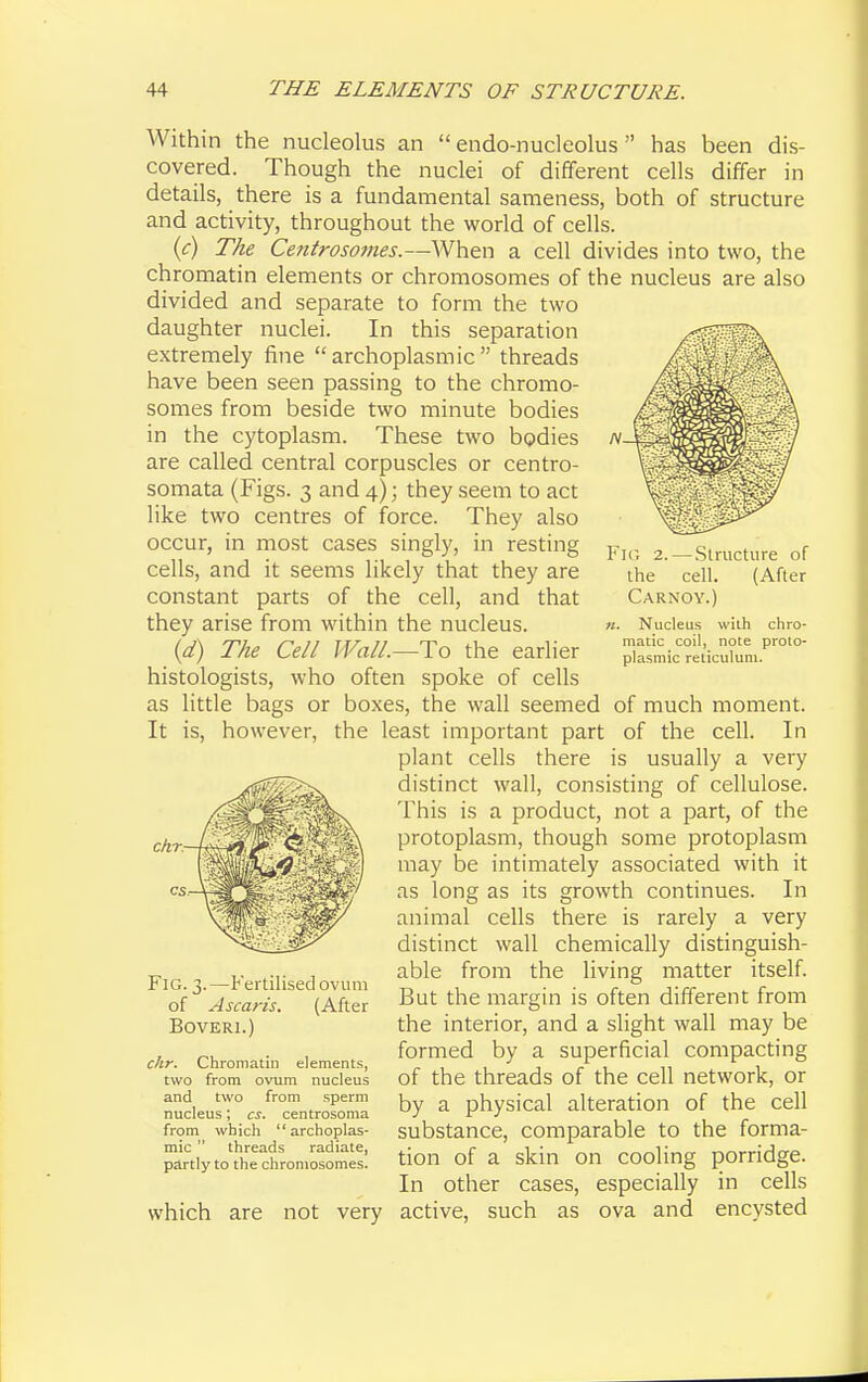 Within the nucleolus an  endo-nucleolus has been dis- covered. Though the nuclei of different cells differ in details, there is a fundamental sameness, both of structure and activity, throughout the world of cells. (c) The Centrosomes.—When a cell divides into two, the chromatin elements or chromosomes of the nucleus are also divided and separate to form the two daughter nuclei. In this separation extremely fine  archoplasmic  threads have been seen passing to the chromo- somes from beside two minute bodies in the cytoplasm. These two bodies are called central corpuscles or centro- somata (Figs. 3 and 4); they seem to act like two centres of force. They also occur, in most cases singly, in resting cells, and it seems likely that they are constant parts of the cell, and that they arise from within the nucleus. (d) The Cell Wall.—To the earlier histologists, who often spoke of cells as little bags or boxes, the wall seemed of much moment. It is, however, the least important part of the cell. In plant cells there is usually a very distinct wall, consisting of cellulose. This is a product, not a part, of the protoplasm, though some protoplasm may be intimately associated with it Fig 2. — Structure of the cell. (After Carnoy.) «. Nucleus with chro- matic coil, note proto- plasmic reticulum. chr: as long as its growth continues. In animal cells there is rarely a very distinct wall chemically distinguish- able from the living matter itself. But the margin is often different from the interior, and a slight wall may be formed by a superficial compacting of the threads of the cell network, or by a physical alteration of the cell substance, comparable to the forma- tion of a skin on cooling porridge. In other cases, especially in cells which are not very active, such as ova and encysted Fig. 3.—Fertilised ovum of Ascaris. (After BOVERI.) chr. Chromatin elements, two from ovum nucleus and two from sperm nucleus; cs. centrosoma from which archoplas- mic  threads radiate, partly to the chromosomes.