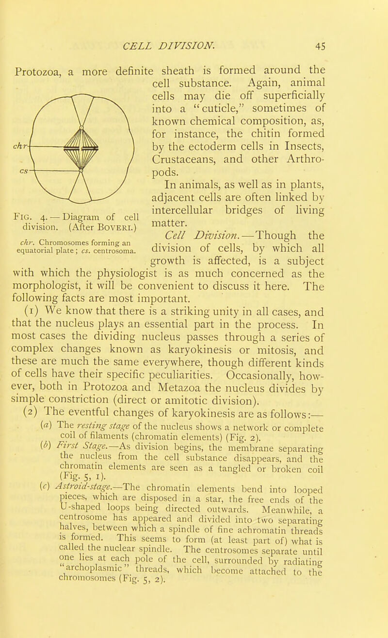 Protozoa, a more definite sheath is formed around the cell substance. Again, animal cells may die off superficially into a cuticle, sometimes of known chemical composition, as, for instance, the chitin formed cAr4 ^^jm I by the ectoderm cells in Insects, Crustaceans, and other Arthro- pods. In animals, as well as in plants, adjacent cells are often linked by „ ^. ^ intercellular bridges of living Fig. 4. — Diagram of cell division. (After BovERi.) matter. , ^, Cell Division.—Though the chr. Chromosomes forming an j--- r 11 u i-i 11 equatorial platecentrosoma. dlVlSlOn Of CCllS, by whlch all growth is affected, is a subject with which the physiologist is as much concerned as the morphologist, it will be convenient to discuss it here. The following facts are most important. (1) We know that there is a striking unity in all cases, and that the nucleus plays an essential part in the process. In most cases the dividing nucleus passes through a series of complex changes known as karyokinesis or mitosis, and these are much the same everywhere, though different kinds of cells have their specific peculiarities. Occasionally, how- ever, both in Protozoa and Metazoa the nucleus divides by simple constriction (direct or amitotic division). (2) The eventful changes of karyokinesis are as follows:— («) The resting stage of the nucleus shows a network or complete coil of filaments (chromatin elements) (Fig. 2). [b] First Stage.—As division begins, the membrane separating the nucleus from the cell substance disappears, and the chromatm elements are seen as a tangled or broken coil (Fig. 5, I). (c) Astroic/-stage.~The chromatin elements bend into looped pieces, which are disposed in a star, the free ends of the U-shaped loops being directed outwards. Meanwhile, a centrosome has appeared and divided into two separating halves, between which a spindle of fine achromatin threads IS formed. This seems to form (at least part of) what is called the nuclear spindle. The centrosomes separate until one les at each pole of the cell, surrounded by radiating archoplasmic threads, which become attached to the chromosomes (Fig. 5, 2).