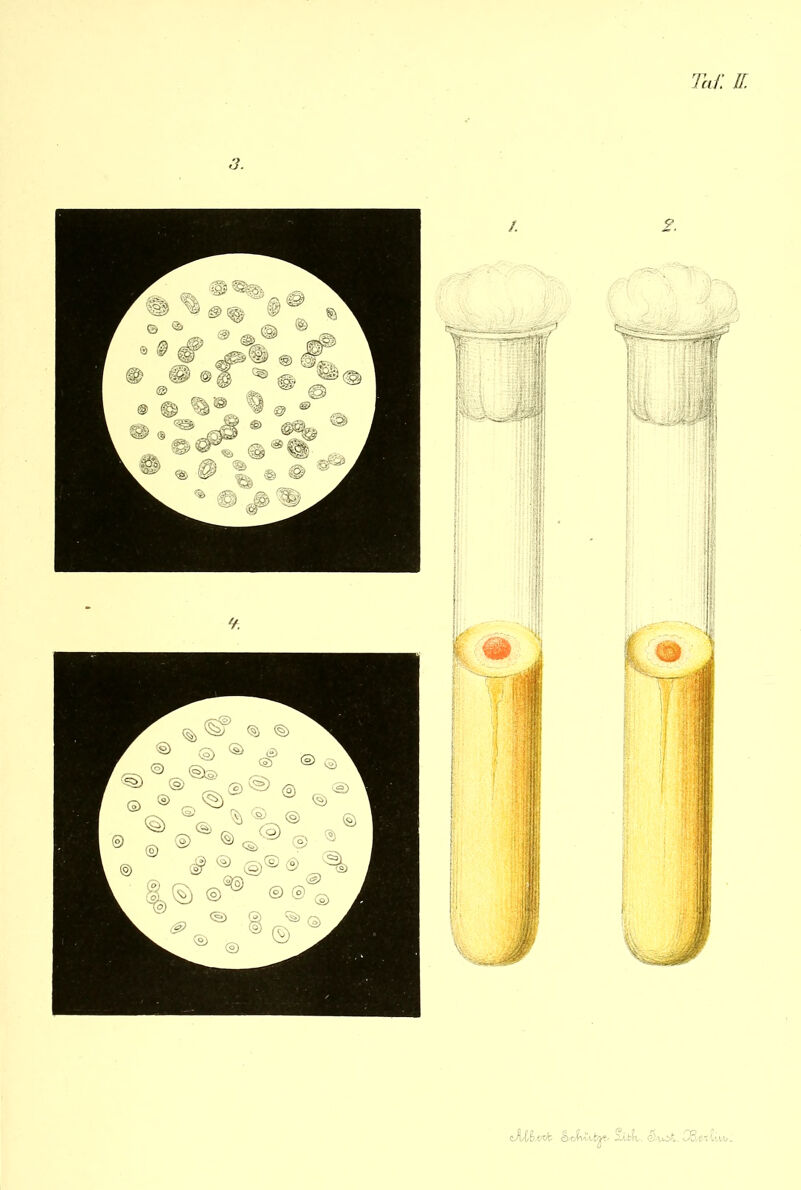 Taf. II. 3. <JM.vdo hJrwJ^e. Sä,itv. S-i