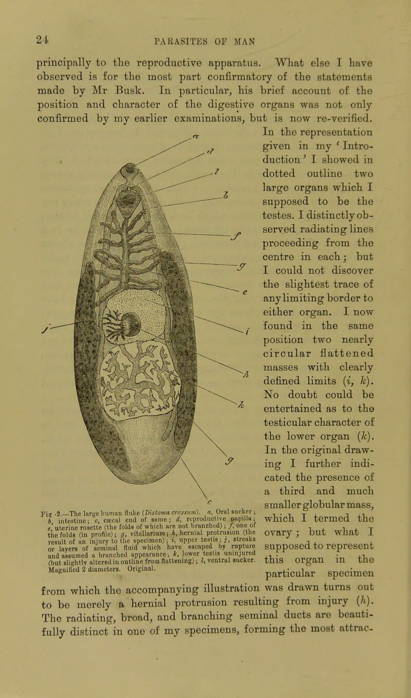 2t principally to the reproductive apparatus. What else I have observed is for the most part confirmatory of the statements made by Mr Busk. In particular, his brief account of the position and character of the digestive organs was not only confirmed by my earlier examinations, but is now re-verified. In the representation given in my ' Intro- duction ' I showed in dotted outline two large organs which I supposed to be the testes. I distinctly ob- served radiating lines proceeding from the centre in each; but I could not discover the slightest trace of any limiting border to either organ. I now found in the same position two nearly circular flattened masses with clearly defined limits (i, k). No doubt could be entertained as to the testicular character of the lower organ (k). In the original draw- ing I further indi- cated the presence of a third and much smaller globular mass, which I termed the Pi„ .2 —The large human fluke (Distoma crassum). a, Oral sucker ; * intestine; c, ctecal end of same; d, reproductive papilla; e uterine rosette (the folds of which are not branched); /, one of the folds (in profile); g, vitellarium; A, hernial protrusion (the result of an injury to the specimen); i, upper testis; streaks or layers of seminal fluid which have escaped by rupture and assumed a branched appearance ; k, lower testis uninjured (but Blightlv altered in outline from flattening); I, ventral sucker. Magnified 2 diameters. Original. ovary; but what I supposed to represent this organ in the particular specimen from which the accompanying illustration was drawn turns out to be merely a hernial protrusion resulting from injury (h). The radiating, broad, and branching seminal ducts are beauti- fully distinct in one of my specimens, forming the most attrac-