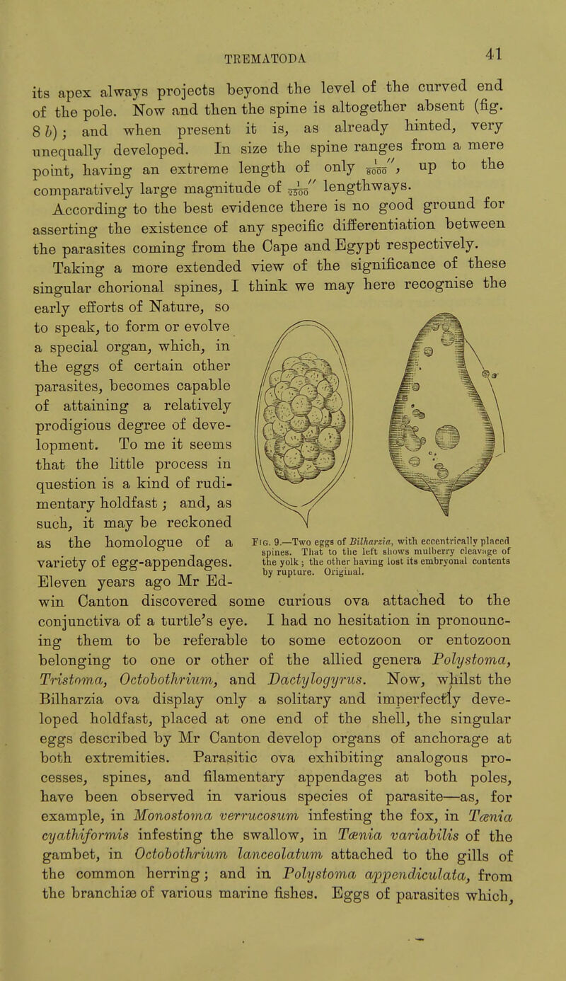 its apex always projects beyond the level of the curved end of the pole. Now and then the spine is altogether absent (fig. 8fc); and when present it is, as already hinted, very unequally developed. In size the spine ranges from a mere point, having an extreme length of only up to the comparatively large magnitude of lengthways. According to the best evidence there is no good ground for asserting the existence of any specific differentiation between the parasites coming from the Cape and Egypt respectively. Taking a more extended view of the significance of these singular chorional spines, I think we may here recognise the early efforts of Nature, so to speak, to form or evolve a special organ, which, in the eggs of certain other parasites, becomes capable of attaining a relatively prodigious degree of deve- lopment. To me it seems that the little process in question is a kind of rudi- mentary holdfast; and, as such, it may be reckoned as the homologue of a variety of egg-appendages. Eleven years ago Mr Ed- win Canton discovered some curious ova attached to the conjunctiva of a turtle's eye. I had no hesitation in pronounc- ing them to be referable to some ectozoon or entozoon belonging to one or other of the allied genera Polystoma, Tristnma, Octobothrium, and Dactylogyrus. Now, whilst the Bilharzia ova display only a solitary and imperfectly deve- loped holdfast, placed at one end of the shell, the singular eggs described by Mr Canton develop organs of anchorage at both extremities. Parasitic ova exhibiting analogous pro- cesses, spines, and filamentary appendages at both poles, have been observed in various species of parasite—as, for example, in Monostoma verrucosum infesting the fox, in Tania cyathiformis infesting the swallow, in Taenia variabilis of the gambet, in Octobothrium lanceolatum attached to the gills of the common herring; and in Polystoma ajpjpendiculata, from the branchiae of various marine fishes. Eggs of parasites which, Fig. 9.—Two eggs of Bilharzia., with eccentrically placed spines. That to the left shows mulberry cleavage of the yolk ; the other having lost its embryonal contents by rupture. Original.