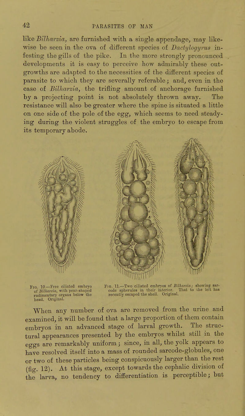 like Bilharzia, are furnished with a single appendage, may like- wise be seen in the ova of different species of Dactylogyrus in- festing the gills of the pike. In the more strongly pronounced developments it is easy to perceive how admirably these out- growths are adapted to the necessities of the different species of parasite to which they are severally referable; and, even in the case of Bilharzia, the trifling amount of anchorage furnished by a projecting point is not absolutely thrown away. The resistance will also be greater where the spine is situated a. little on one side of the pole of the egg, which seems to need steady- ing during the violent struggles of the embryo to escape from its temporary abode. Fig. 10.—Free ciliated embryo Fig. 11.—Two ciliated embrvos of Bilharzia; showing sar- of Bilharzia, with pear-shaped code spherules in their interior. That to the left has rudimentary organs below the recently escaped the shell. Original, head. Original. When any number of ova are removed from the urine and examined, it will be found that a large proportion of them contain embryos in an advanced stage of larval growth. The struc- tural appearances presented by the embryos whilst still in the eggs are remarkably uniform; since, in all, the yolk appears to have resolved itself into a mass of rounded sarcode-globules, one or two of these particles being conspicuously larger than the rest (fig. 12). At this stage, except towards the cephalic division of the larva, no tendency to differentiation is perceptible; but