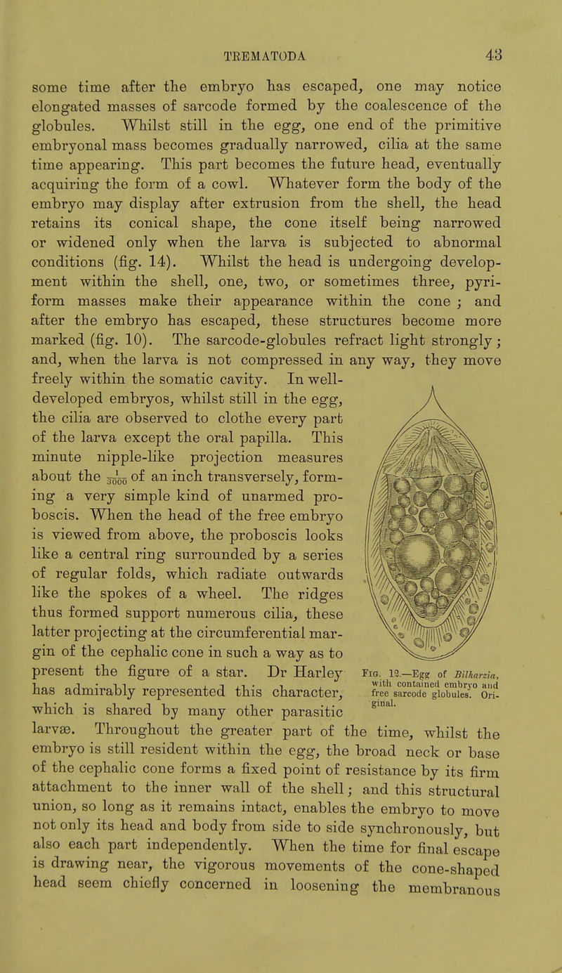 some time after the embryo lias escaped, one may notice elongated masses of sarcode formed by the coalescence of the globules. Whilst still in the egg, one end of the primitive embryonal mass becomes gradually narrowed, cilia at the same time appearing. This part becomes the future head, eventually acquiring the form of a cowl. Whatever form the body of the embryo may display after extrusion from the shell, the head retains its conical shape, the cone itself being narrowed or widened only when the larva is subjected to abnormal conditions (fig. 14). Whilst the head is undergoing develop- ment within the shell, one, two, or sometimes three, pyri- form masses make their appearance within the cone ; and after the embryo has escaped, these structures become more marked (fig. 10). The sarcode-globules refract light strongly; and, when the larva is not compressed in any way, they move freely within the somatic cavity. In well- developed embryos, whilst still in the egg, the cilia are observed to clothe every part of the larva except the oral papilla. This minute nipple-like projection measures about the ~m of an inch transversely, form- ing a very simple kind of unarmed pro- boscis. When the head of the free embryo is viewed from above, the proboscis looks like a central ring surrounded by a series of regular folds, which radiate outwards like the spokes of a wheel. The ridges thus formed support numerous cilia, these latter projecting at the circumferential mar- gin of the cephalic cone in such a way as to present the figure of a star. Dr Harley has admirably represented this character, which is shared by many other parasitic larvae. Throughout the greater part of the time, whilst the embryo is still resident within the egg, the broad neck or base of the cephalic cone forms a fixed point of resistance by its firm attachment to the inner wall of the shell; and this structural union, so long as it remains intact, enables the embryo to move not only its head and body from side to side synchronously, but also each part independently. When the time for final escape is drawing near, the vigorous movements of the cone-shaped head seem chiefly concerned in loosening the membranous Fig. 12.—Eg<? of Bilharzia, with contained embryo and free sarcode globules. Ori- ginal.