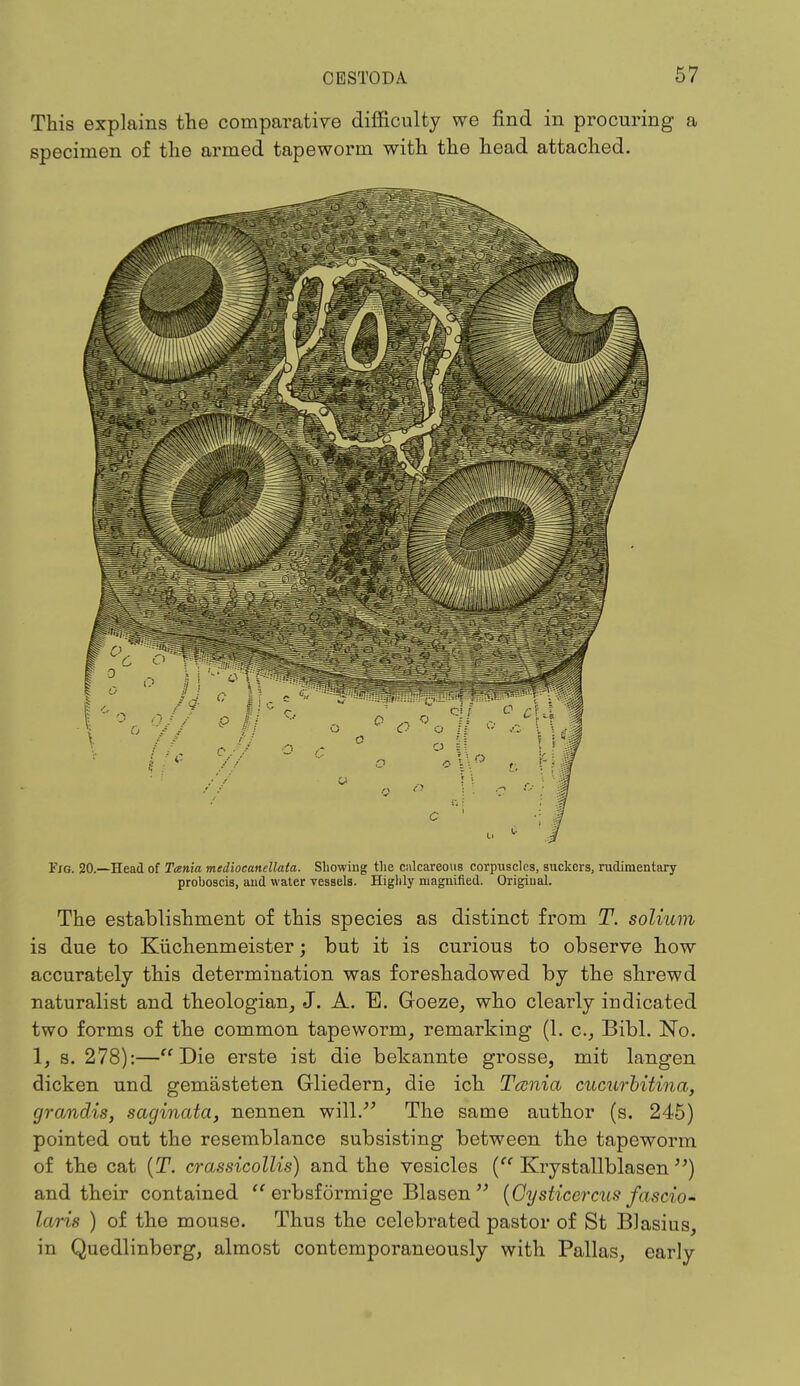 This explains the comparative difficulty we find in procuring a specimen of the armed tapeworm with the head attached. Fig. 20.—Head of Tania mediocanellata. Showing the calcareous corpuscles, suckers, rudimentary proboscis, and water vessels. Highly magnified. Original. The establishment of this species as distinct from T. solium is due to Kiichenmeister; but it is curious to observe how accurately this determination was foreshadowed by the shrewd naturalist and theologian, J. A. E. Goeze, who clearly indicated two forms of the common tapeworm, remarking (1. c, Bibl. No. 1, s. 278):—Die erste ist die bekannte grosse, mit langen dicken und gemasteten Gliedern, die ich Tania cucurbitina, grandis, saginata, nennen will. The same author (s. 245) pointed out the resemblance subsisting between the tapeworm of the cat (T. crassicollis) and the vesicles ( Krystallblasen ) and their contained erbsformige Blasen [Gysticercus fascio- laris ) of the mouse. Thus the celebrated pastor of St Blasius, in Quedlinberg, almost contemporaneously with Pallas, early