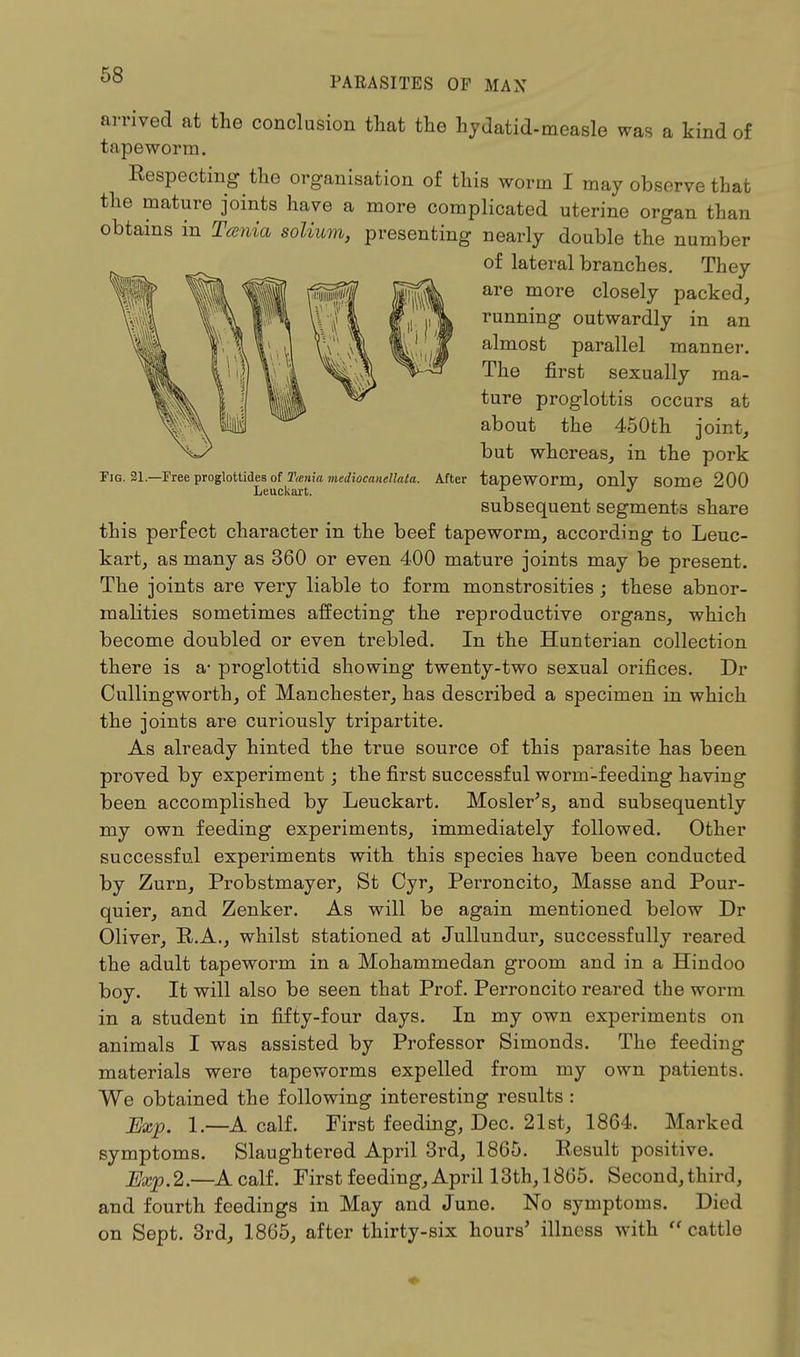 arrived at the conclusion that the hydatid-measle was a kind of tapeworm. Respecting the organisation of this worm I may observe that the mature joints have a more complicated uterine organ than obtains in Tania solium, presenting nearly double the number of lateral branches. They are more closely packed, running outwardly in an almost parallel manner. The first sexually ma- ture proglottis occurs at about the 450th joint, but whereas, in the pork Fig. 21.—Free proglottides of T,enia mediocaneilata. After tapeworm, Onlv SOmG 200 Leuckart. r > J subsequent segments share this perfect character in the beef tapeworm, according to Leuc- kart, as many as 360 or even 400 mature joints may be present. The joints are very liable to form monstrosities ; these abnor- malities sometimes affecting the reproductive organs, which become doubled or even trebled. In the Hunterian collection there is a- proglottid showing twenty-two sexual orifices. Dr Cullingworth, of Manchester, has described a specimen in which the joints are curiously tripartite. As already hinted the true source of this parasite has been proved by experiment; the first successful worm-feeding having been accomplished by Leuckart. Mosler's, and subsequently my own feeding experiments, immediately followed. Other successful experiments with this species have been conducted by Zurn, Probstmayer, St Oyr, Perroncito, Masse and Pour- quier, and Zenker. As will be again mentioned below Dr Oliver, R.A., whilst stationed at Jullundur, successfully reared the adult tapeworm in a Mohammedan groom and in a Hindoo boy. It will also be seen that Prof. Perroncito reared the worm in a student in fifty-four days. In my own experiments on animals I was assisted by Professor Simonds. The feeding materials were tapeworms expelled from my own patients. We obtained the following interesting results : jfcp, 1—A calf. First feeding, Dec. 21st, 1864. Marked symptoms. Slaughtered April 3rd, 1865. Result positive. JExp.2.—A calf. First feeding, April 13th, 1865. Second,third, and fourth feedings in May and June. No symptoms. Died on Sept. 3rd, 1865, after thirty-six hours' illness with  cattle