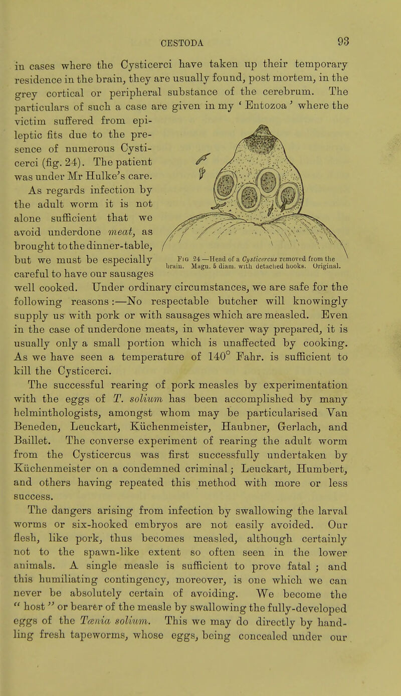 Fig 24 —Head of a Cysticcrcus removed from the brain. Magu. 6 diam. with detached hooks. Original. in cases where the Cysticerci have taken up their temporary- residence in the brain, they are usually found, post mortem, in the grey cortical or peripheral substance of the cerebrum. The particulars of such a case are given in my ' Bntozoa' where the victim suffered from epi- leptic fits due to the pre- sence of numerous Cysti- cerci (fig. 24). The patient was under Mr Hulke's care. As regards infection by the adult worm it is not alone sufficient that we avoid underdone meat, as brought to the dinner-table, but we must be especially careful to have our sausages well cooked. Under ordinary circumstances, we are safe for the following reasons:—No respectable butcher will knowingly supply us with pork or with sausages which are measled. Even in the case of underdone meats, in whatever way prepared, it is usually only a small portion which is unaffected by cooking. As we have seen a temperature of 140 Fahr. is sufficient to kill the Cysticerci. The successful rearing of pork measles by experimentation with the eggs of T. solium has been accomplished by many helminthologists, amongst whom may be particularised Van Beneden, Leuckart, Kiichenmeister, Haubner, Gerlach, and Baillet. The converse experiment of rearing the adult worm from the Cysticercus was first successfully undertaken by Kiichenmeister on a condemned criminal; Leuckart, Humbert, and others having repeated this method with more or less success. The dangers arising from infection by swallowing the larval worms or six-hooked embryos are not easily avoided. Our flesh, like pork, thus becomes measled, although certainly not to the spawn-like extent so often seen in the lower animals. A single measle is sufficient to prove fatal ; and this humiliating contingency, moreover, is one which we can never be absolutely certain of avoiding. We become the  host or beare>r of the measle by swallowing the fully-developed eggs of the Tarda solium. This we may do directly by hand- ling fresh tapeworms, whose eggs, being concealed under our