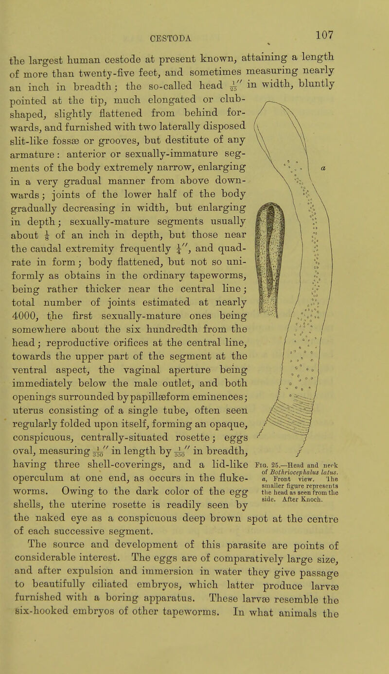 the largest human cestode at present known, attaining a length of more than twenty-five feet, and sometimes measuring nearly an inch in breadth; the so-called head £ in width, bluntly pointed at the tip, much elongated or club- shaped, slightly flattened from behind for- wards, and furnished with two laterally disposed slit-like fossae or grooves, but destitute of any armature: anterior or sexually-immature seg- ments of the body extremely narrow, enlarging in a very gradual manner from above down- wards ; joints of the lower half of the body gradually decreasing in width, but enlarging in depth j sexually-mature segments usually about | of an inch in depth, but those near the caudal extremity frequently \, and quad- rate in form; body flattened, but not so uni- formly as obtains in the ordinary tapeworms, being rather thicker near the central line; total number of joints estimated at nearly 4000, the first sexually-mature ones being somewhere about the six hundredth from the head; reproductive orifices at the central line, towards the upper part of the segment at the ventral aspect, the vaginal aperture being immediately below the male outlet, and both openings surrounded bypapilleeform eminences; uterus consisting of a single tube, often seen regularly folded upon itself, forming an opaque, conspicuous, centrally-situated rosette; eggs oval, measuring in length by -L in breadth, having three shell-coverings, and a operculum at one end, as occurs in the fluke- worms. Owing to the dark color of the egg shells, the uterine rosette is readily seen by the naked eye as a conspicuous deep brown spot at the centre of each successive segment. The source and development of this parasite are points of considerable interest. The eggs are of comparatively large size, and after expulsion and immersion in water they give passage to beautifully ciliated embryos, which latter produce larvse furnished with a boring apparatus. These larvse resemble the six-hooked embryos of other tapeworms. In what animals the lid-like Fig. 25.—Head and nerk of Bothriocephalus latits. a, Front view. 'Ihe smaller figure represents tlie head as seen from the side. After Knoch.