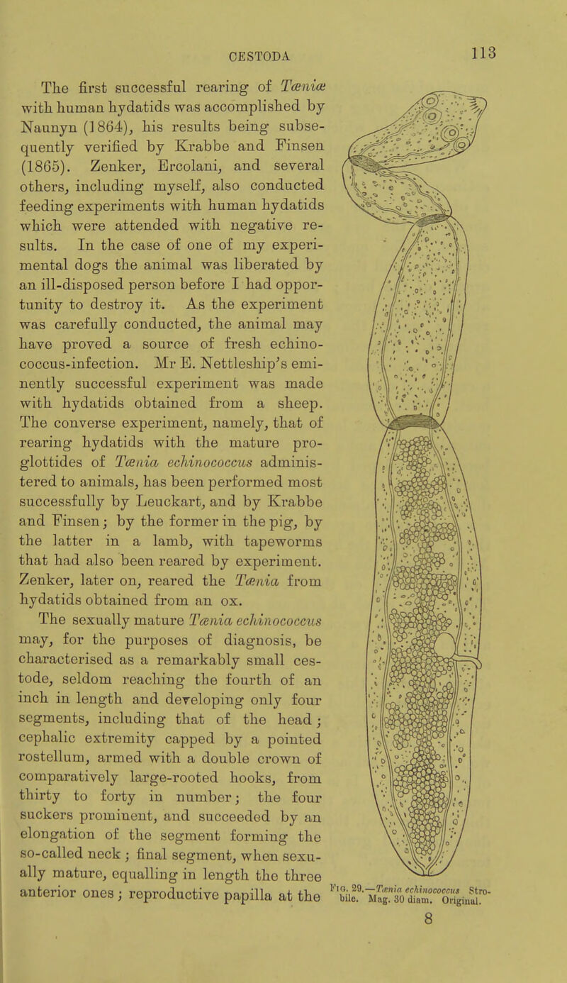 The first successful rearing of Taeniae with human hydatids was accomplished by Naunyn (1864), his results being subse- quently verified by Krabbe and Finsen (1865). Zenker, Ercolani, and several others, including myself, also conducted feeding experiments with human hydatids which were attended with negative re- sults. In the case of one of my experi- mental dogs the animal was liberated by an ill-disposed person before I had oppor- tunity to destroy it. As the experiment was carefully conducted, the animal may have proved a source of fresh echino- coccus-infection. Mr B. Nettleship's emi- nently successful experiment was made with hydatids obtained from a sheep. The converse experiment, namely, that of rearing hydatids with the mature pro- glottides of Taenia echinococcus adminis- tered to animals, has been performed most successfully by Leuckart, and by Krabbe and Finsen; by the former in the pig, by the latter in a lamb, with tapeworms that had also been reared by experiment. Zenker, later on, reared the Taenia from hydatids obtained from an ox. The sexually mature Taenia echinococcus may, for the purposes of diagnosis, be characterised as a remarkably small ces- tode, seldom reaching the fourth of an inch in length and developing only four segments, including that of the head • cephalic extremity capped by a pointed rostellum, armed with a double crown of comparatively large-rooted hooks, from thirty to forty in number; the four suckers prominent, and succeeded by an elongation of the segment forming the so-called neck j final segment, when sexu- ally mature, equalling in length the three anterior ones; reproductive papilla at the