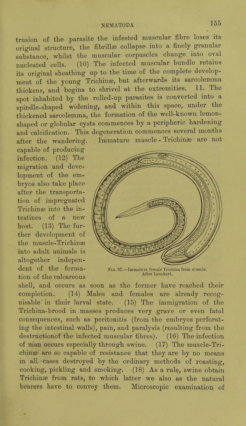 NEMATODA iOO trusion of the parasite the infested muscular fibre loses its original structure, the fibrillar collapse into a finely granular substance, whilst the muscular corpuscles change into oval nucleated cells. (10) The infected muscular bundle retains its original sheathing up to the time of the complete develop - meut of the young Trichinae, but afterwards its sarcolemma thickens, and begins to shrivel at the extremities. 11. The spot inhabited by the rolled-up parasites is converted into a spindle-shaped widening, and within this space, under the thickened sarcolemma, the formation of the well-known lemon- shaped or globular cysts commences by a peripheric hardening and calcification. This degeneration commences several months after the wandering. Immature muscle - Trichinae are not capable of producing infection. (12) The migration and deve- lopment of the em- bryos also take place after the transporta- tion of impregnated Trichinae into the in- testines of a new host. (13) The fur- ther development of the muscle-Trichinae into adult animals is altogether indepen- dent of the forma- tion of the calcareous shell, and occurs as soon as the former have reached their completion. (14) Males and females are already recog- nisable in their larval state. (15) The immigration of the Trichina-brood in masses produces very grave or even fatal consequences, such as peritonitis (from the embryos perforat- ing the intestinal walls), pain, and paralysis (resulting from the destructionof the infected muscular fibres). (16) The infection of man occurs especially through swine. (17) The muscle-Tri- chinae are so capable of resistance that they are by no means in all cases destroyed by the ordinary methods of roasting, cooking, pickling and smoking. (18) As a rule, swine obtain Trichinae from rats, to which latter we also as the natural bearers have to convey them. Microscopic examination of