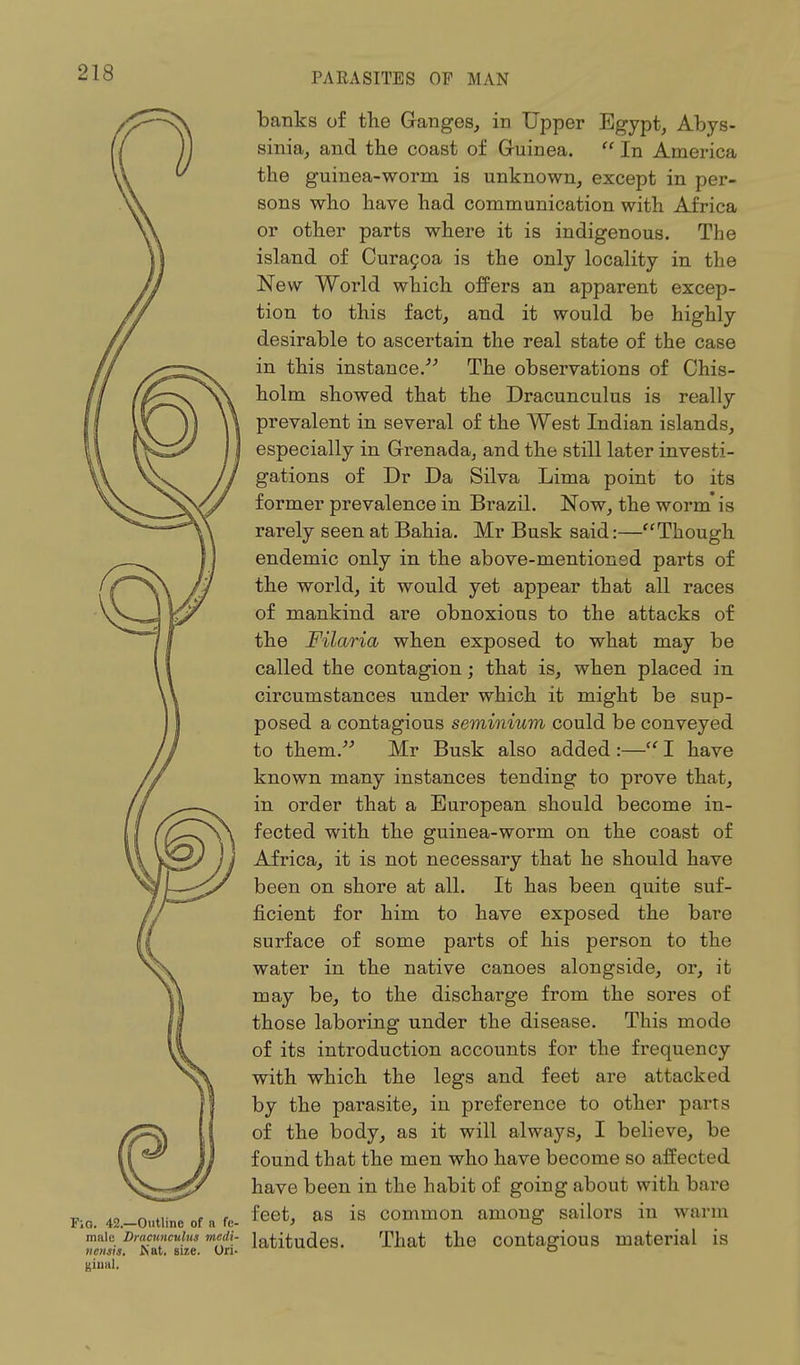 F;o. 42.—Outline of n fe- male Dracunculus medi- nensis. JSat. size. Ori- ginal. banks of the Ganges, in Upper Egypt, Abys- sinia, and the coast of Guinea.  In America the guinea-worm is unknown, except in per- sons who have had communication with Africa or other parts where it is indigenous. The island of Curacoa is the only locality in the New World which offers an apparent excep- tion to this fact, and it would be highly desirable to ascertain the real state of the case in this instance. The observations of Chis- holm showed that the Dracunculus is really prevalent in several of the West Indian islands, especially in Grenada, and the still later investi- gations of Dr Da Silva Lima point to its former prevalence in Brazil. Now, the worm* is rarely seen at Bahia. Mr Busk said:—Though endemic only in the above-mentioned parts of the world, it would yet appear that all races of mankind are obnoxious to the attacks of the Filaria when exposed to what may be called the contagion; that is, when placed in circumstances under which it might be sup- posed a contagious seminium could be conveyed to them. Mr Busk also added :— I have known many instances tending to prove that, in order that a European should become in- fected with the guinea-worm on the coast of Africa, it is not necessary that he should have been on shore at all. It has been quite suf- ficient for him to have exposed the bare surface of some parts of his person to the water in the native canoes alongside, or, it may be, to the discharge from the sores of those laboring under the disease. This mode of its introduction accounts for the frequency with which the legs and feet are attacked by the parasite, in preference to other parts of the body, as it will always, I believe, be found that the men who have become so affected have been in the habit of going about with bare feet, as is common among sailors in warm latitudes. That the contagious material is