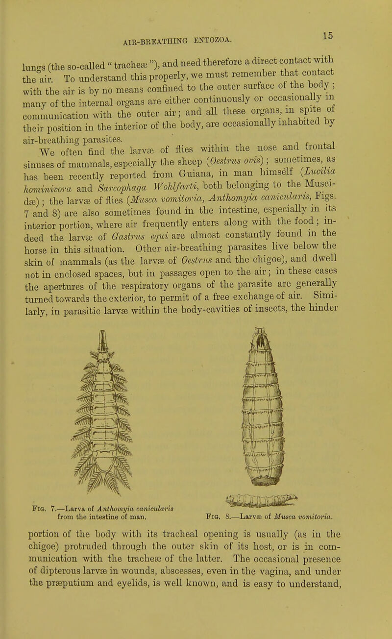 AIR-BREATHING ENTOZOA. lunas (the so-called «trachea ), and need therefore a direct contact with the air. To understand this properly, we must remember that contact with the air is by no means confined to the outer surface of the body ; many of the internal organs are either continuously or occasional y m communication with the outer air; and all these organs, in spite of their position in the interior of the body, are occasionally inhabited by air-breathing parasites. We often find the larvae of flies within the nose and frontal sinuses of mammals, especially the sheep {Oestrus ovis); sometimes as has been recently reported from Guiana, in man himself {Luciha hominivora and Sarcophaga WohlfarM, both belonging to the Musoi- dae) ; the larvae of flies (Musca vomitoria, Anthomyia canicidans, Tigs. 7 and 8) are also sometimes found in the intestine, especially in its interior portion, where air frequently enters along with the food; in- deed the larvae of Qastrus equi are almost constantly found in the horse in this situation. Other air-breathing parasites live below the skin of mammals (as the larvae of Oestrus and the chigoe), and dwell not in enclosed spaces, but in passages open to the air; in these cases the apertures of the respiratory organs of the parasite are generally turned towards the exterior, to permit of a free exchange of air. Simi- larly, in parasitic larvae within the body-cavities of insects, the hinder Fig. 7.—Larva of Anthomyia canicularis from the intestine of man. Fig. 8.—Larvae of Musca vomitoria. portion of the body with its tracheal opening is usually (as in the chigoe) protruded through the outer skin of its host, or is in com- munication with the tracheae of the latter. The occasional presence of dipterous larvae in wounds, abscesses, even in the vagina, and under the praeputium and eyelids, is well known, and is easy to understand,