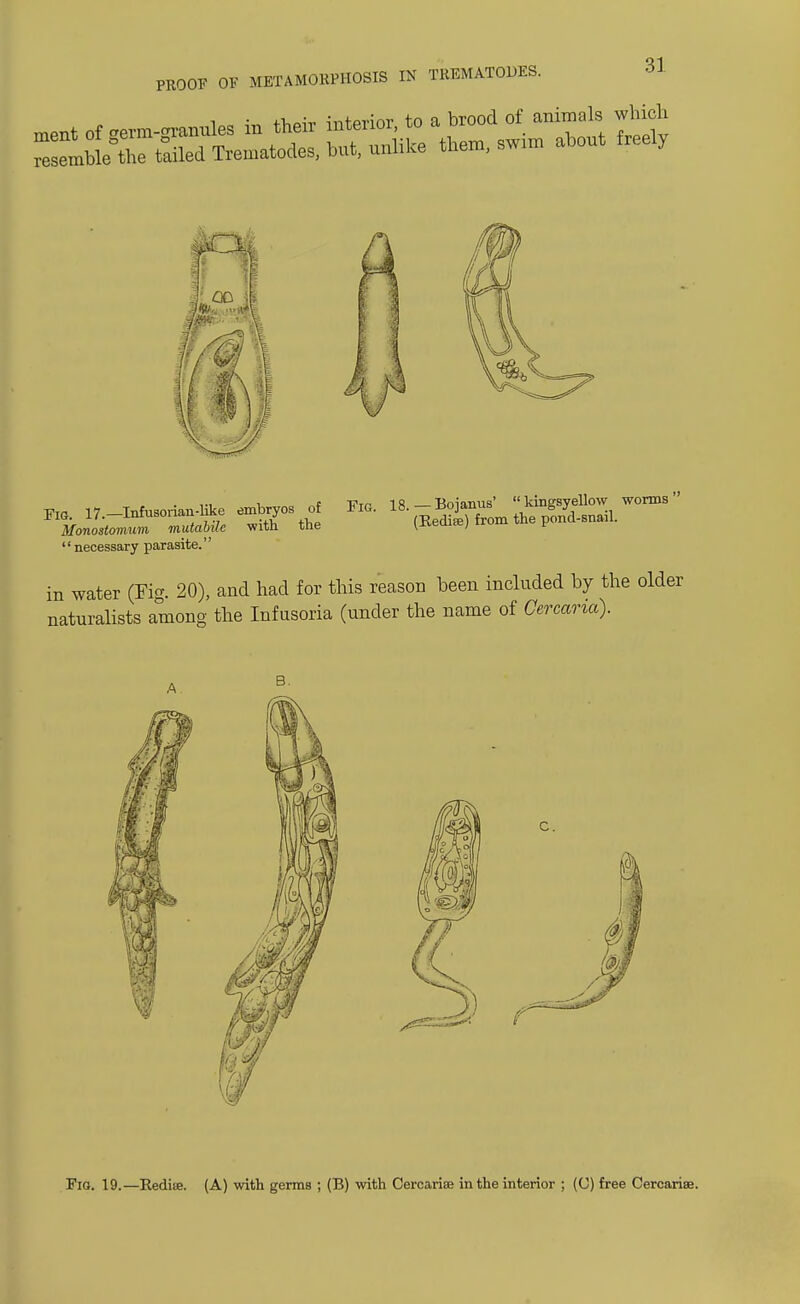 PROOF OK METAMORPHOSIS IN TKEMATODES. Monostomum mutabile with the ^eui*/ ^ '' necessary parasite.'' in water (Fig. 20), and had for this reason been included by the older naturalists among the Infusoria (under the name of Cercaria). c. Fig. 19.—Redite. (A) with germs ; (B) with Cercariae in the interior ; (0) free Cercariae.